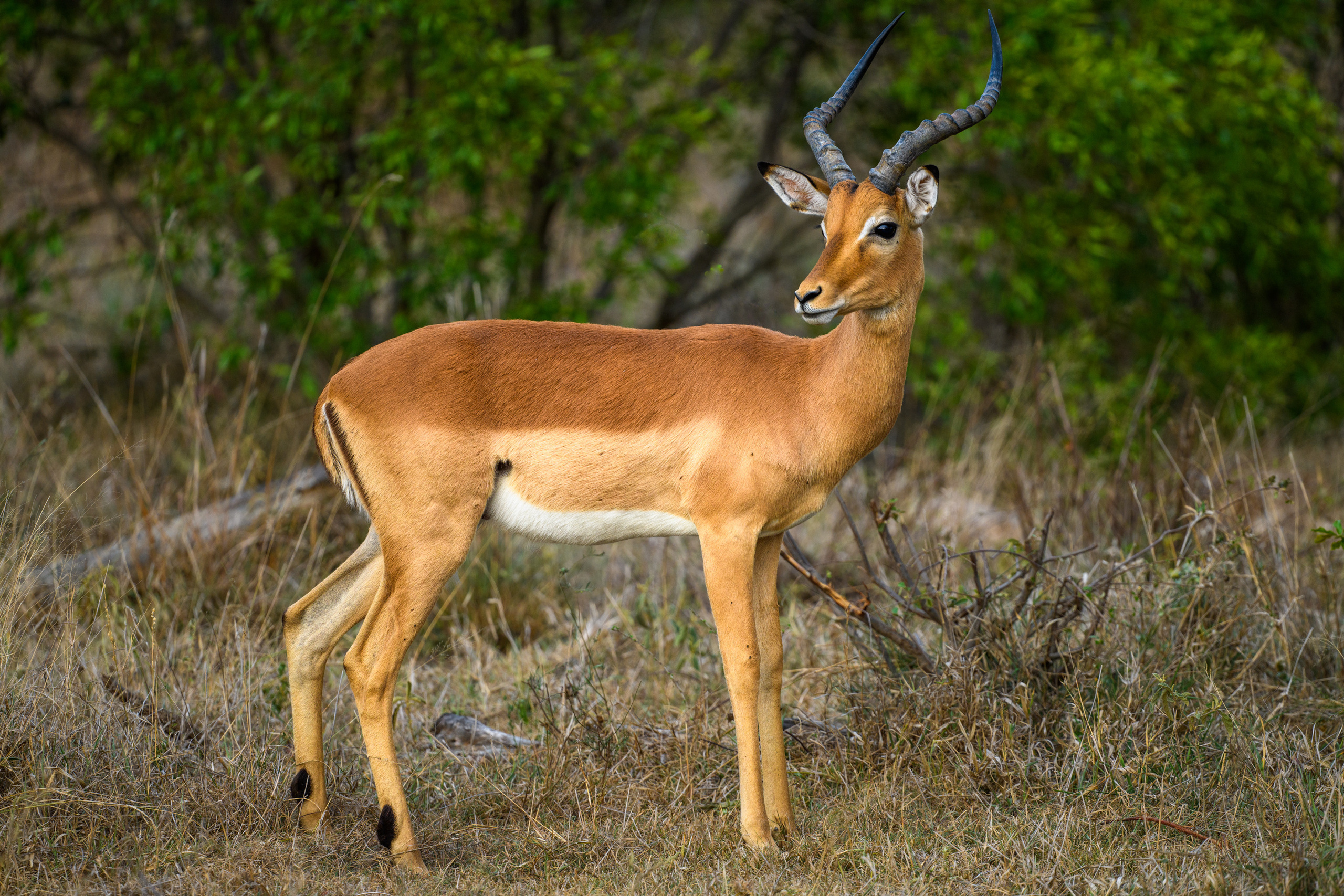Саби Сэндз, парк Крюгера, ЮАР. Wildlife photography by Sergey Puponin