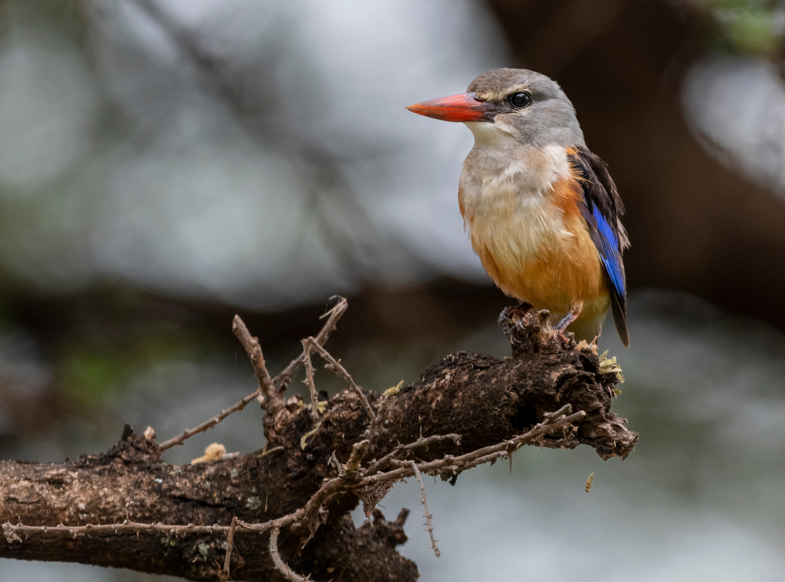 Танзания. Фотограф Сергей Пупонин