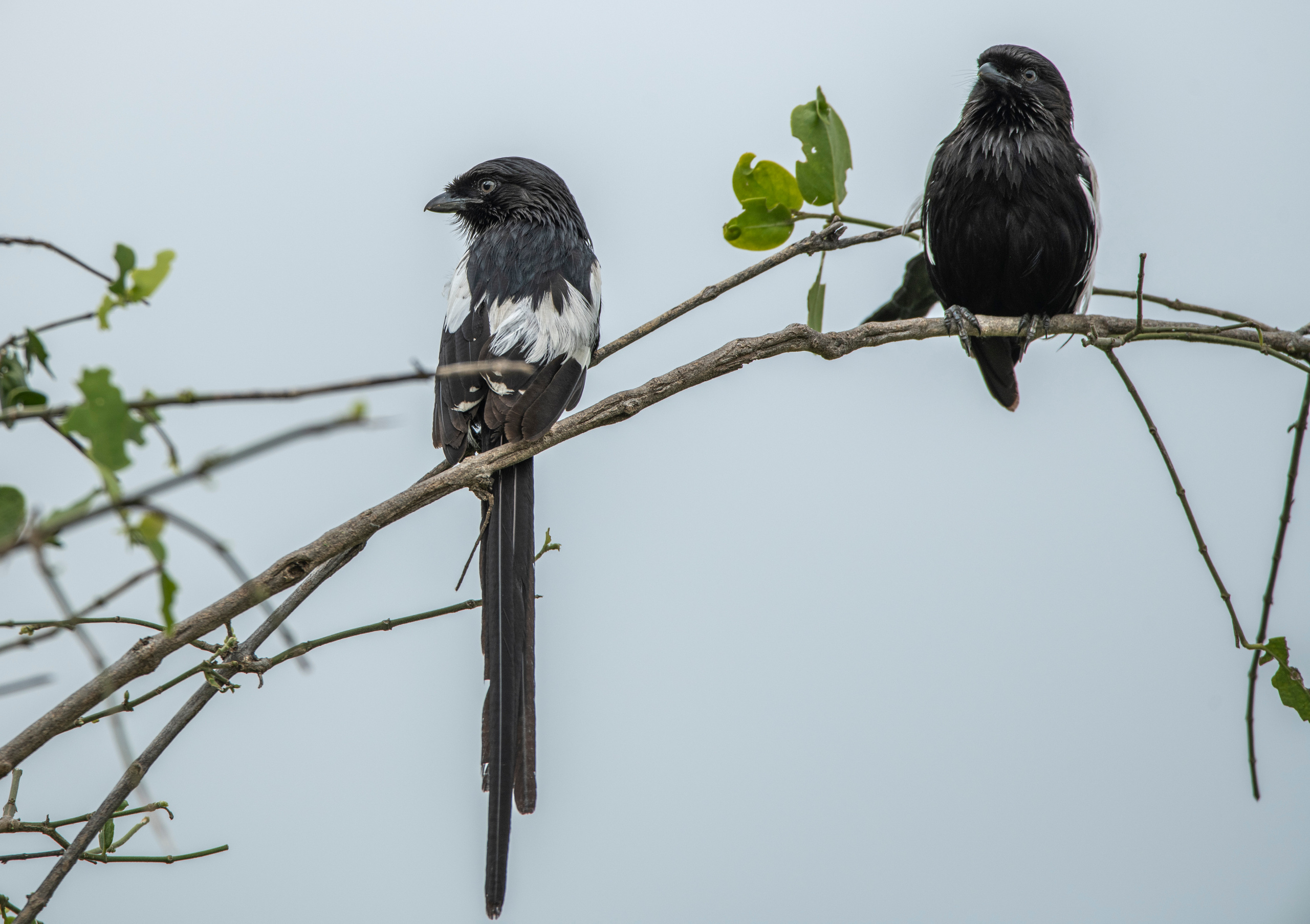 Танзания. Фотограф Сергей Пупонин