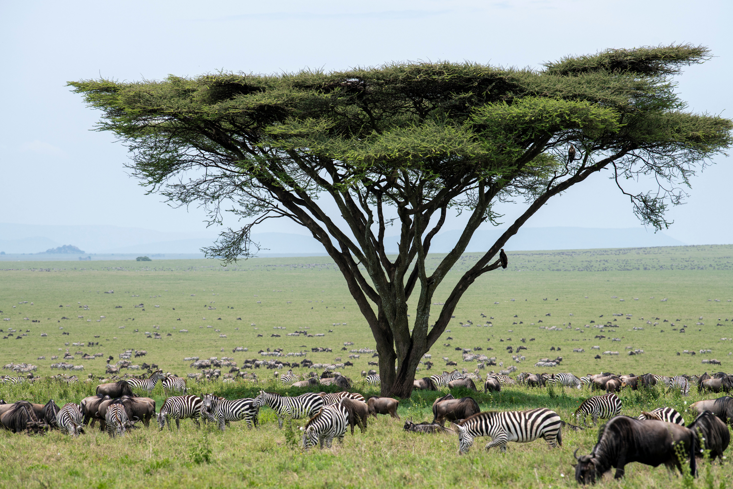 Танзания. Фотограф Сергей Пупонин
