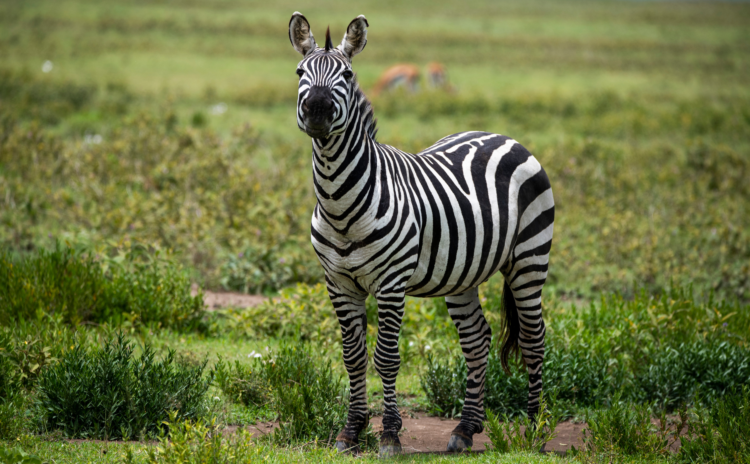 Танзания. Фотограф Сергей Пупонин