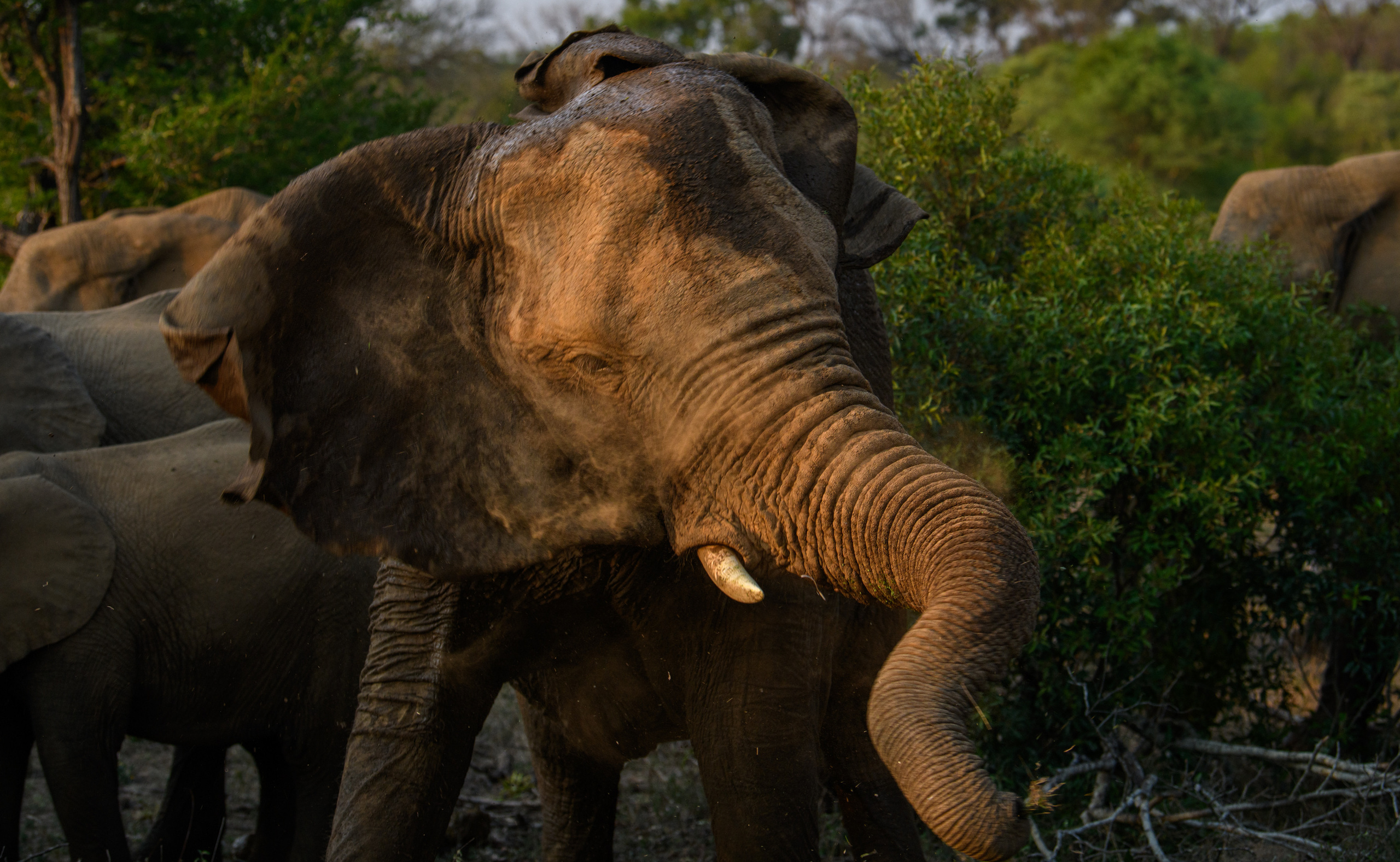Саби Сэндз, парк Крюгера, ЮАР. Wildlife photography by Sergey Puponin