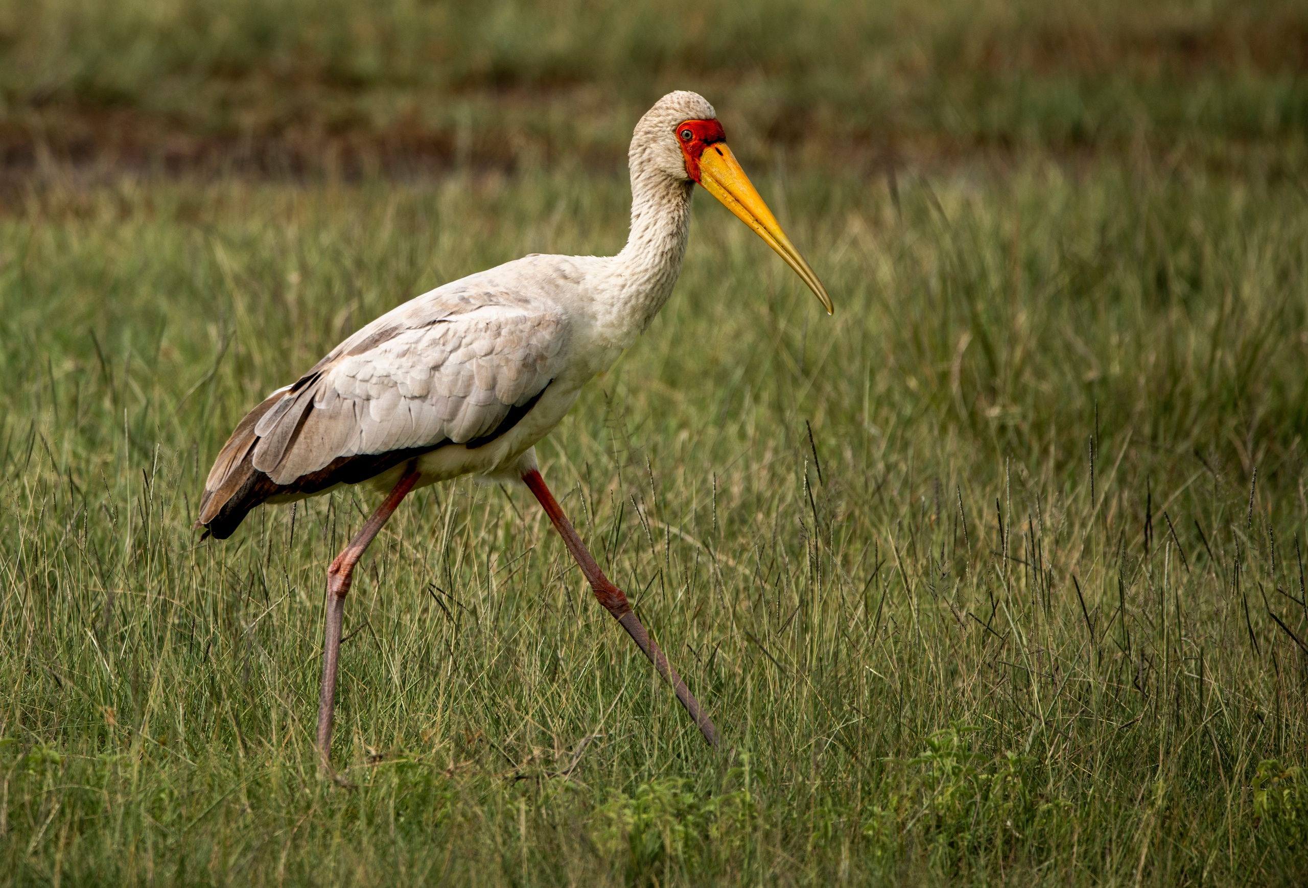 Танзания. Фотограф Сергей Пупонин