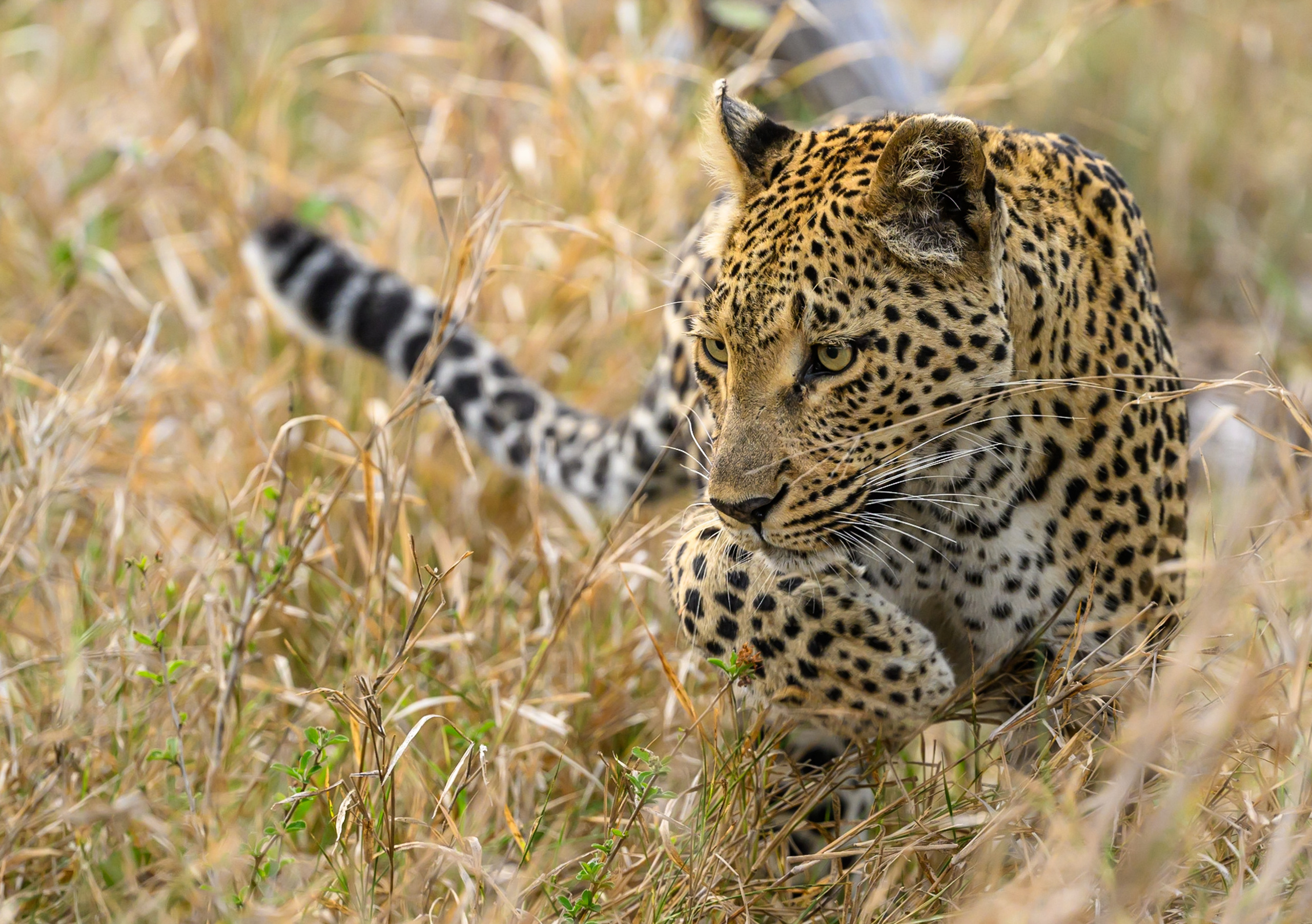 Саби Сэндз, парк Крюгера, ЮАР. Wildlife photography by Sergey Puponin