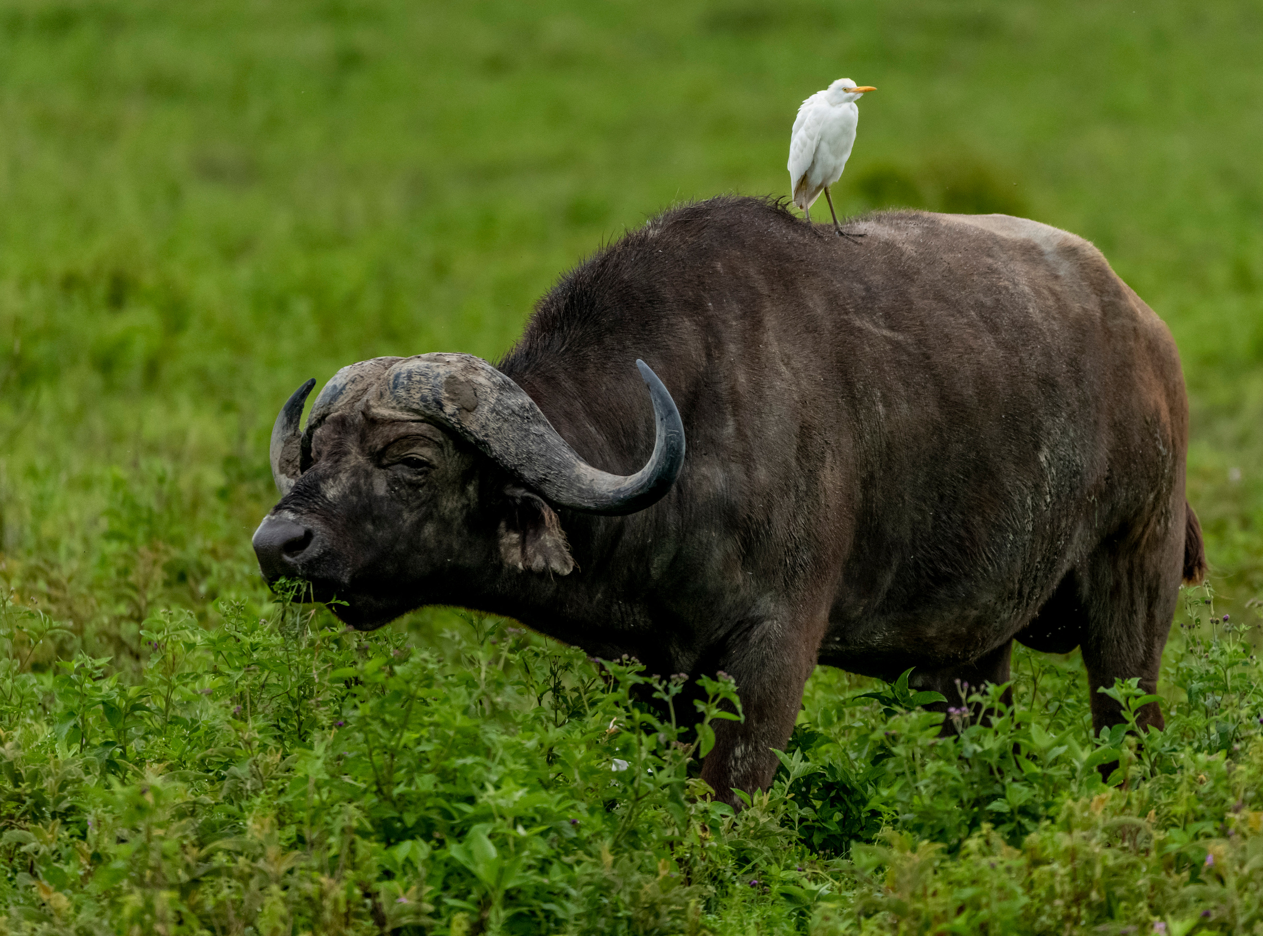 Танзания. Фотограф Сергей Пупонин