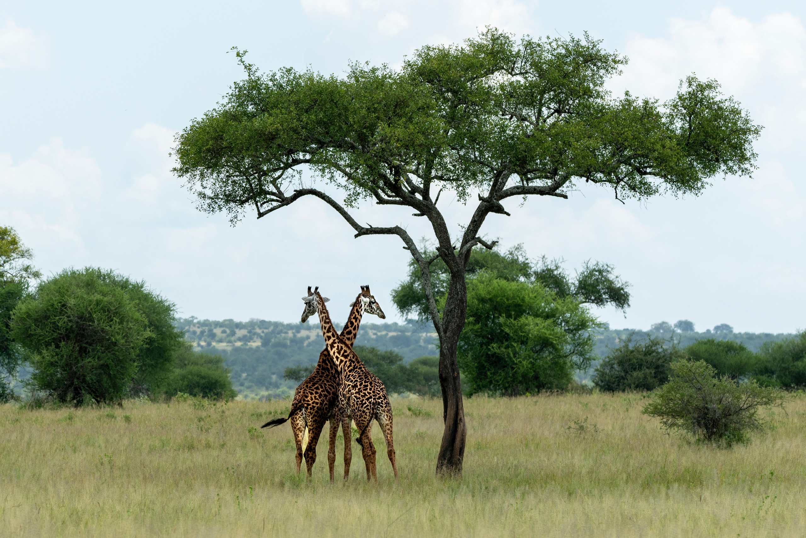 Танзания. Фотограф Сергей Пупонин