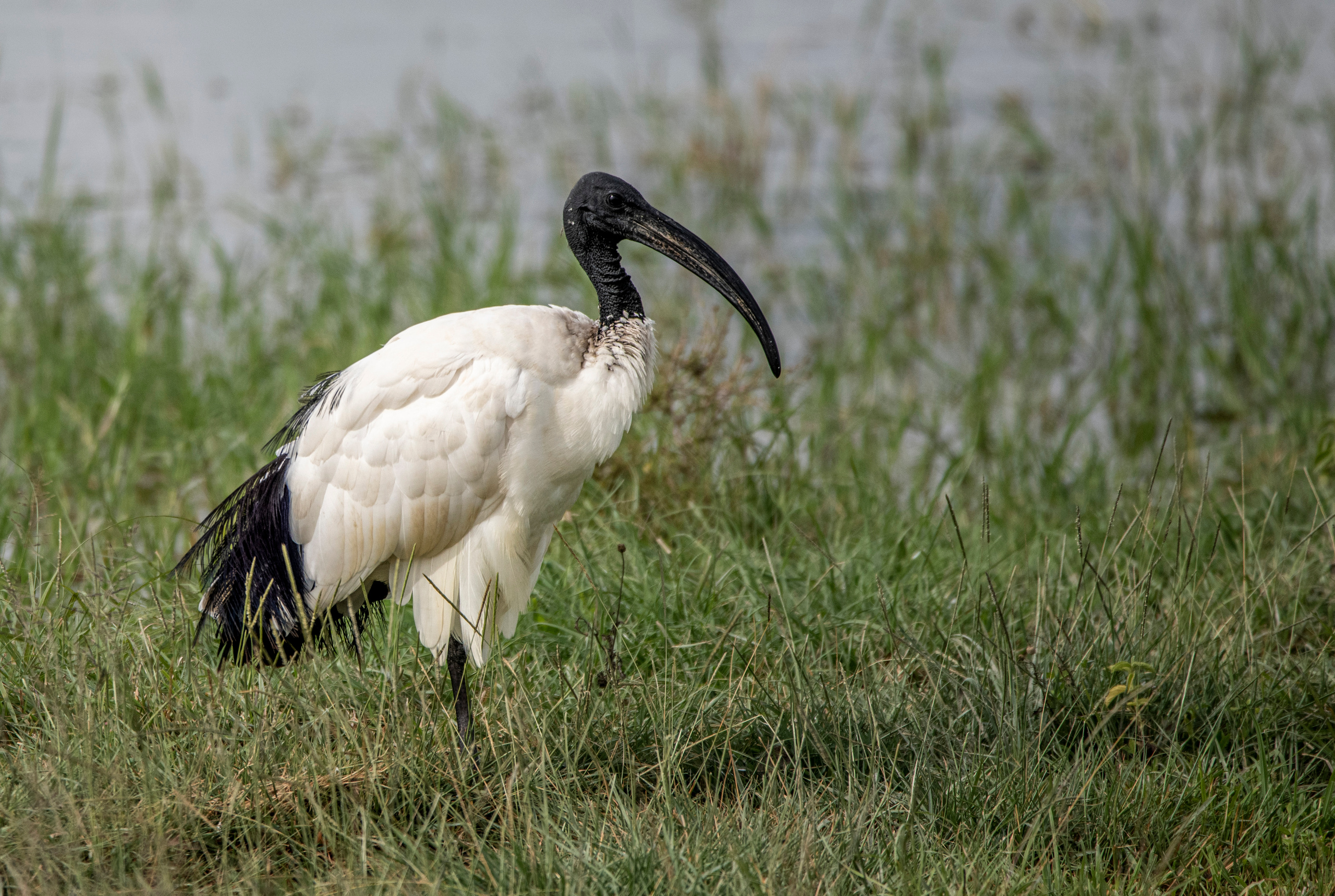 Танзания. Фотограф Сергей Пупонин