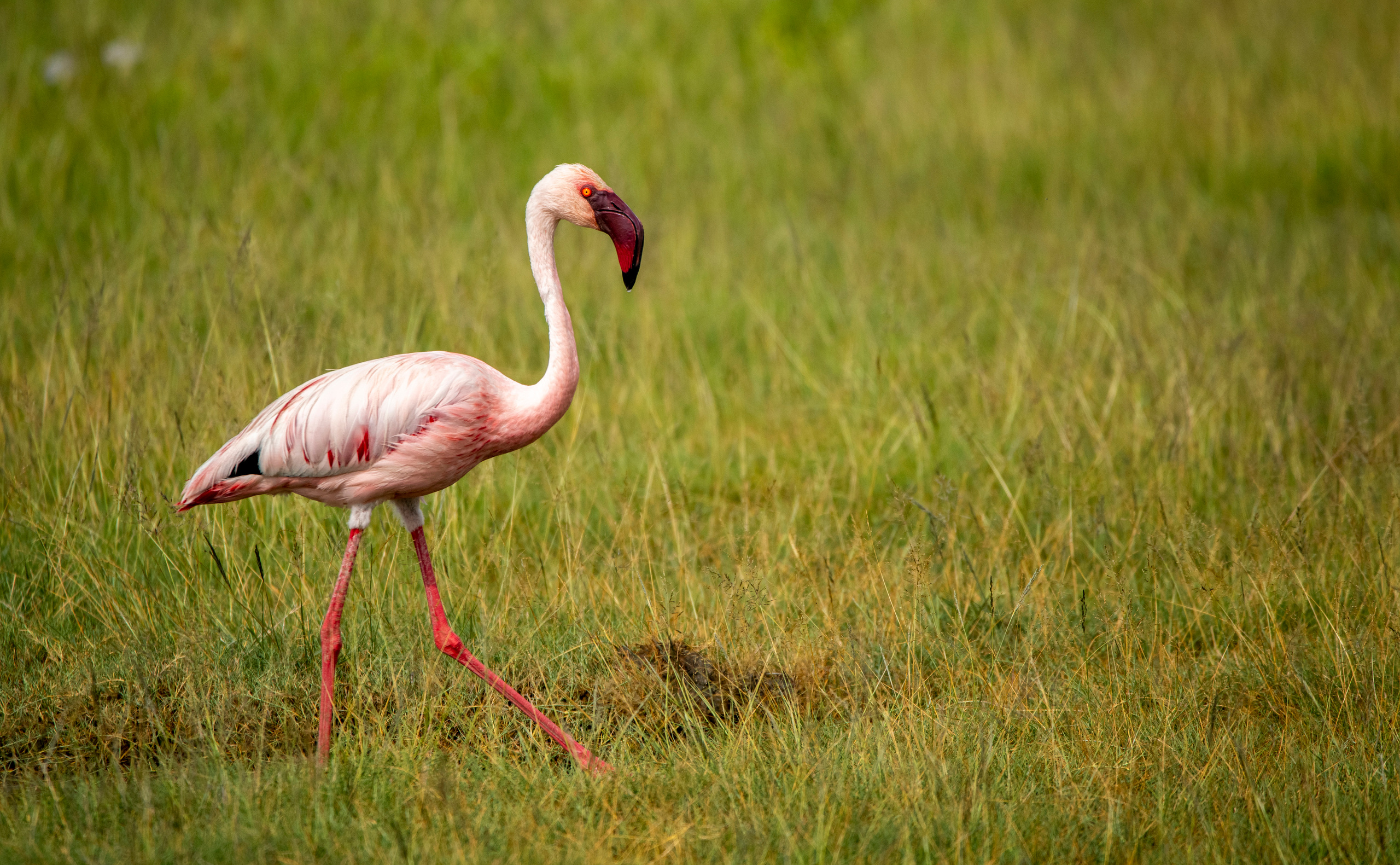 Танзания. Фотограф Сергей Пупонин
