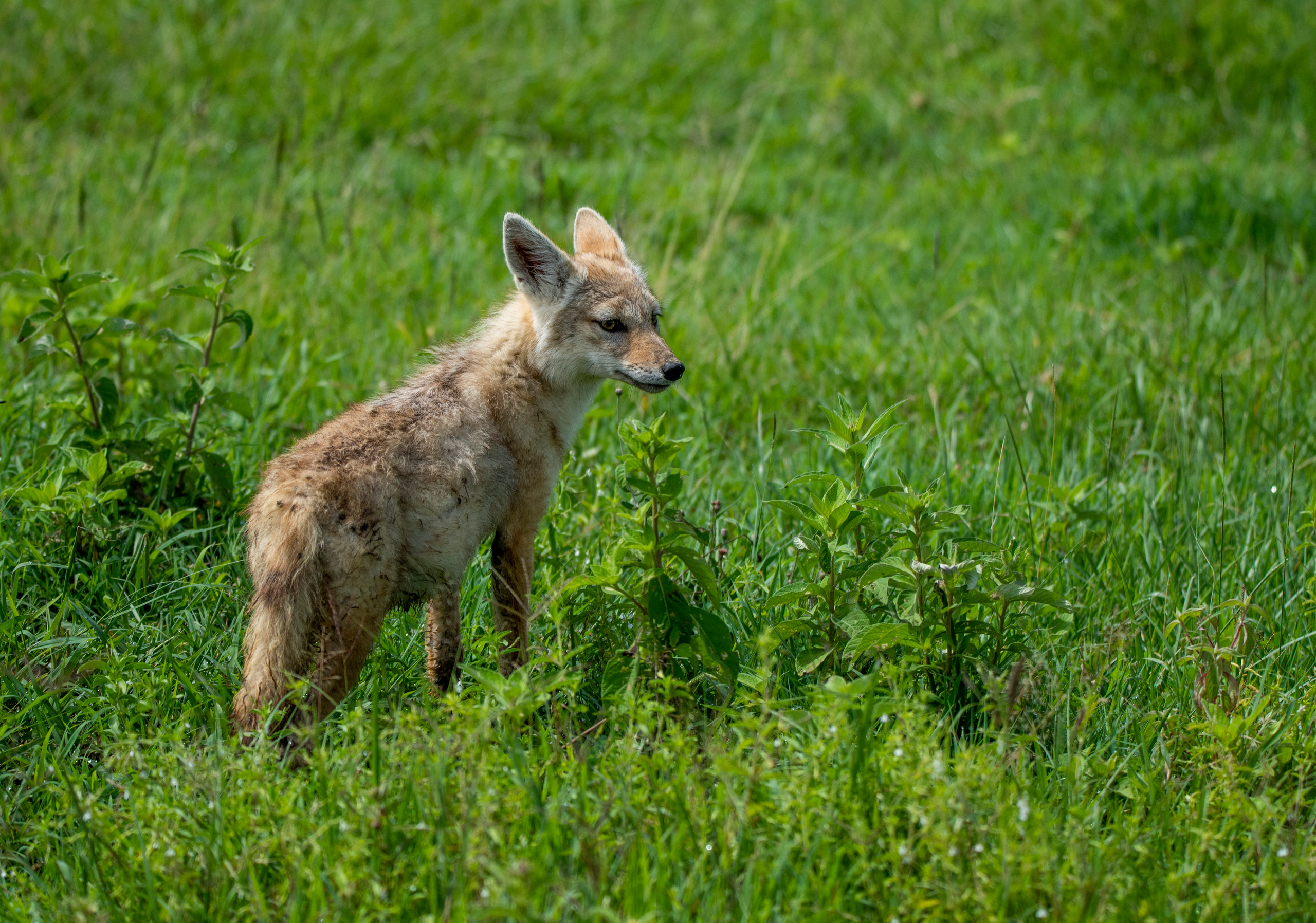 Танзания. Фотограф Сергей Пупонин
