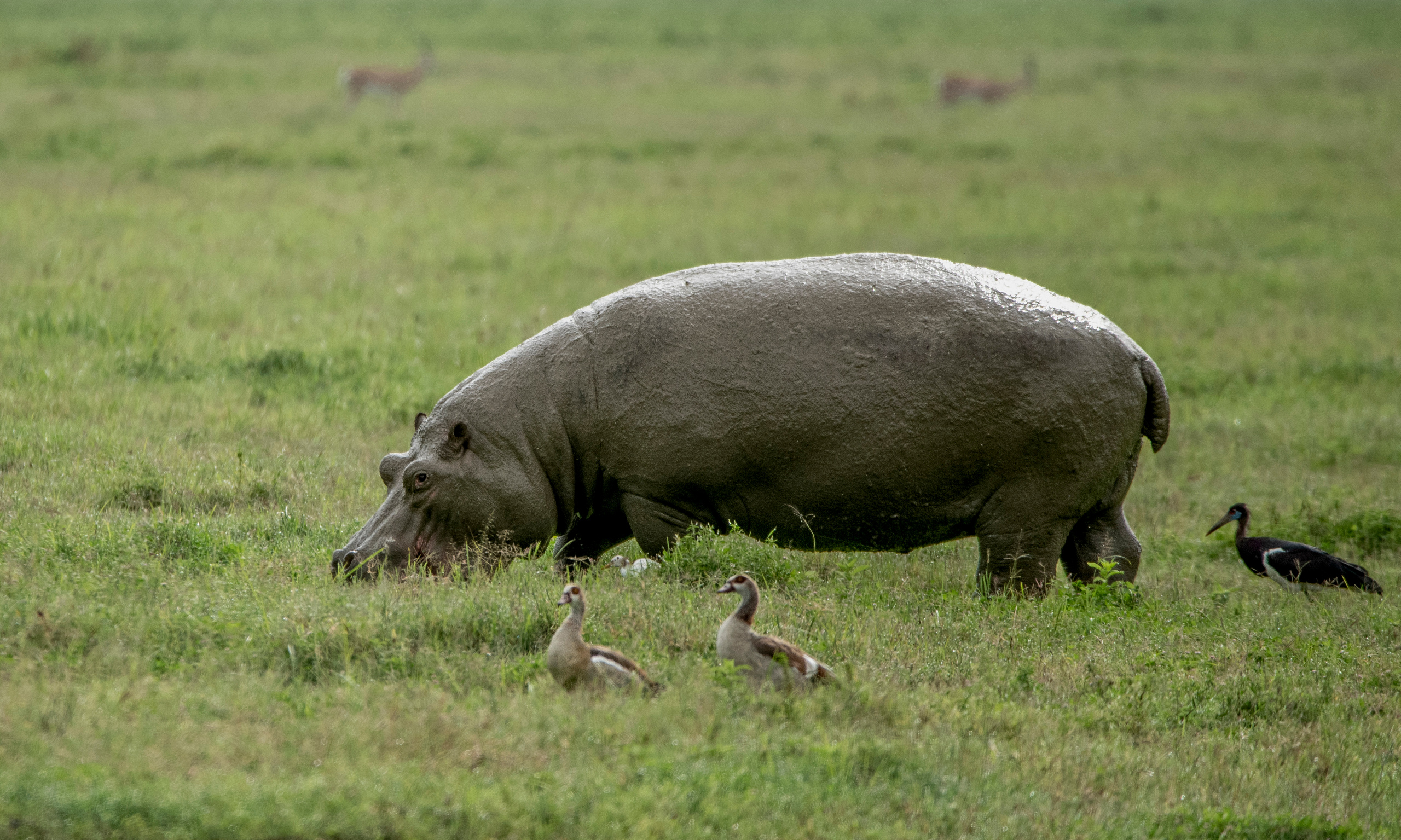 Танзания. Фотограф Сергей Пупонин