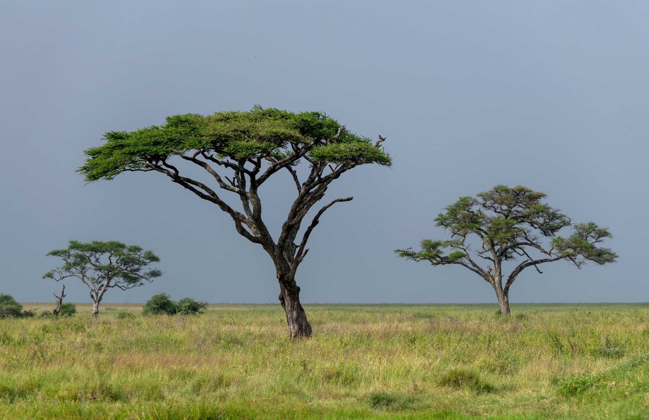 Танзания. Фотограф Сергей Пупонин