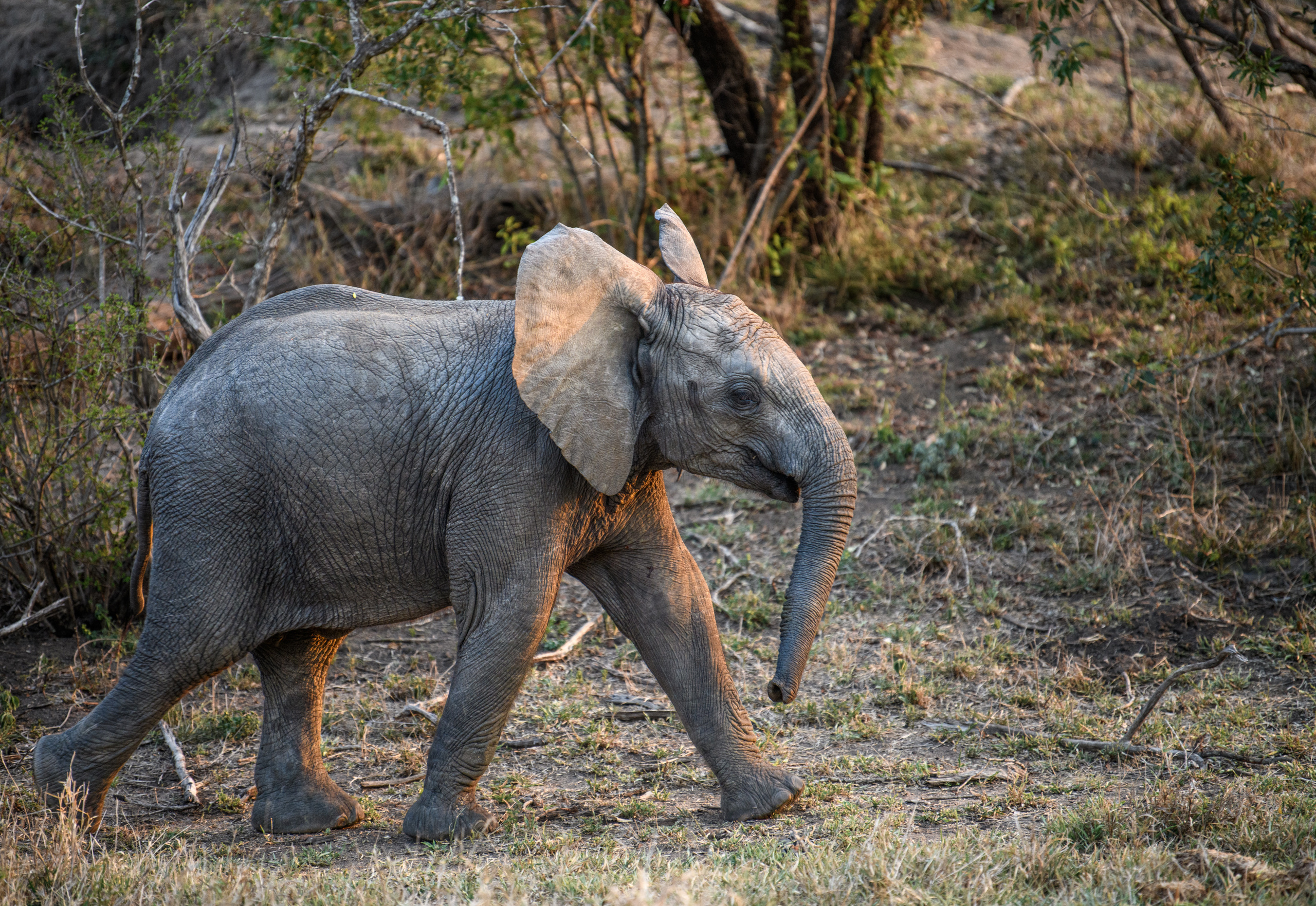 Саби Сэндз, парк Крюгера, ЮАР. Wildlife photography by Sergey Puponin