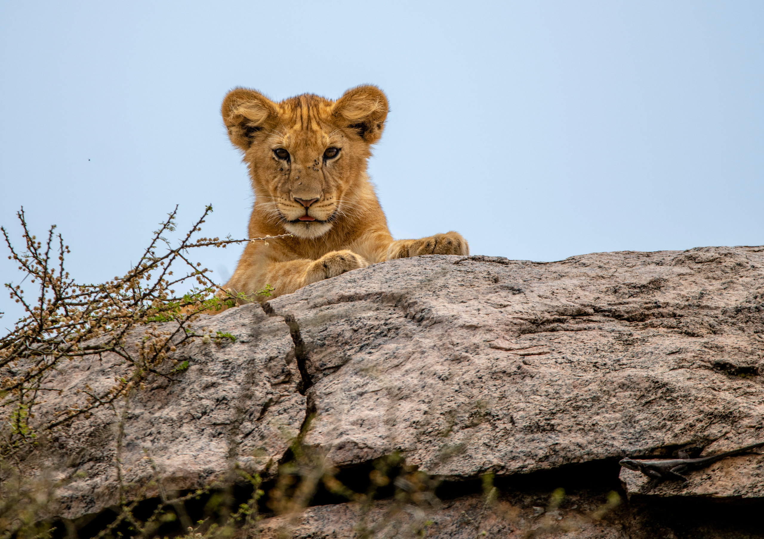 Танзания. Фотограф Сергей Пупонин