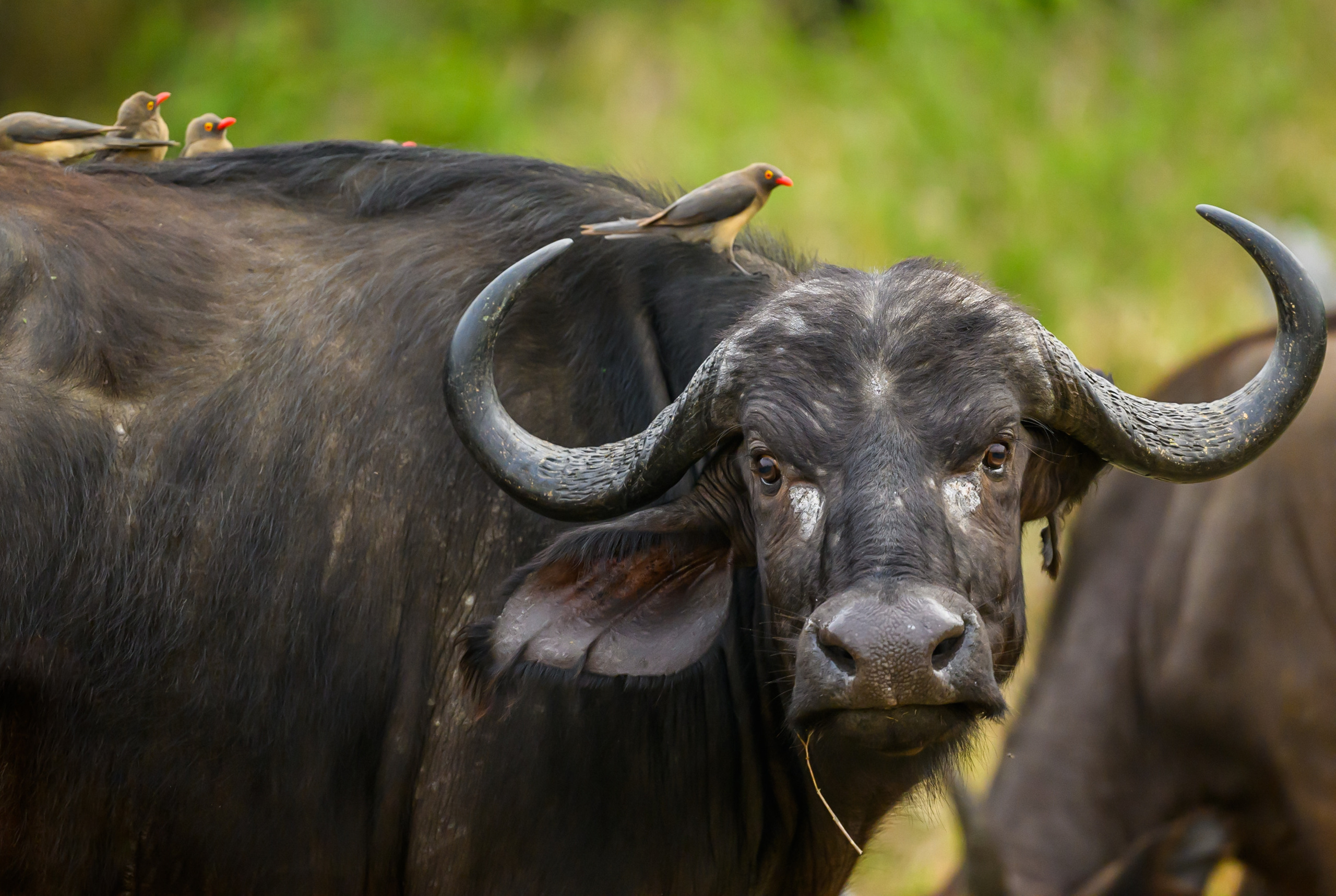Саби Сэндз, парк Крюгера, ЮАР. Wildlife photography by Sergey Puponin
