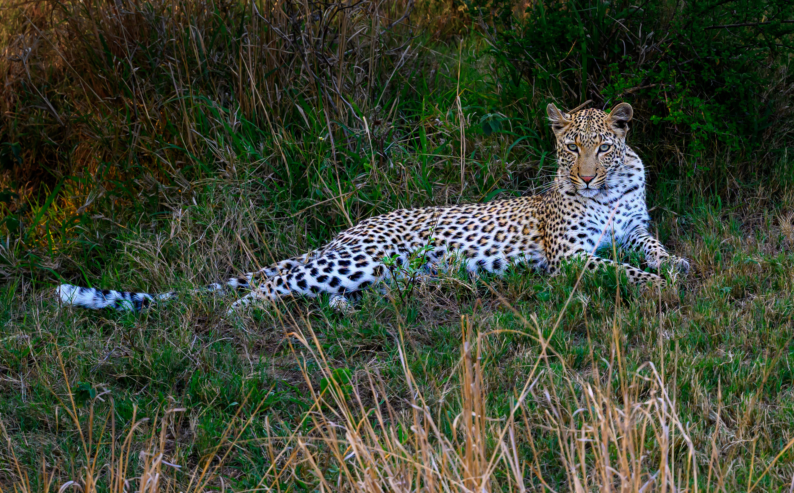Саби Сэндз, парк Крюгера, ЮАР. Wildlife photography by Sergey Puponin