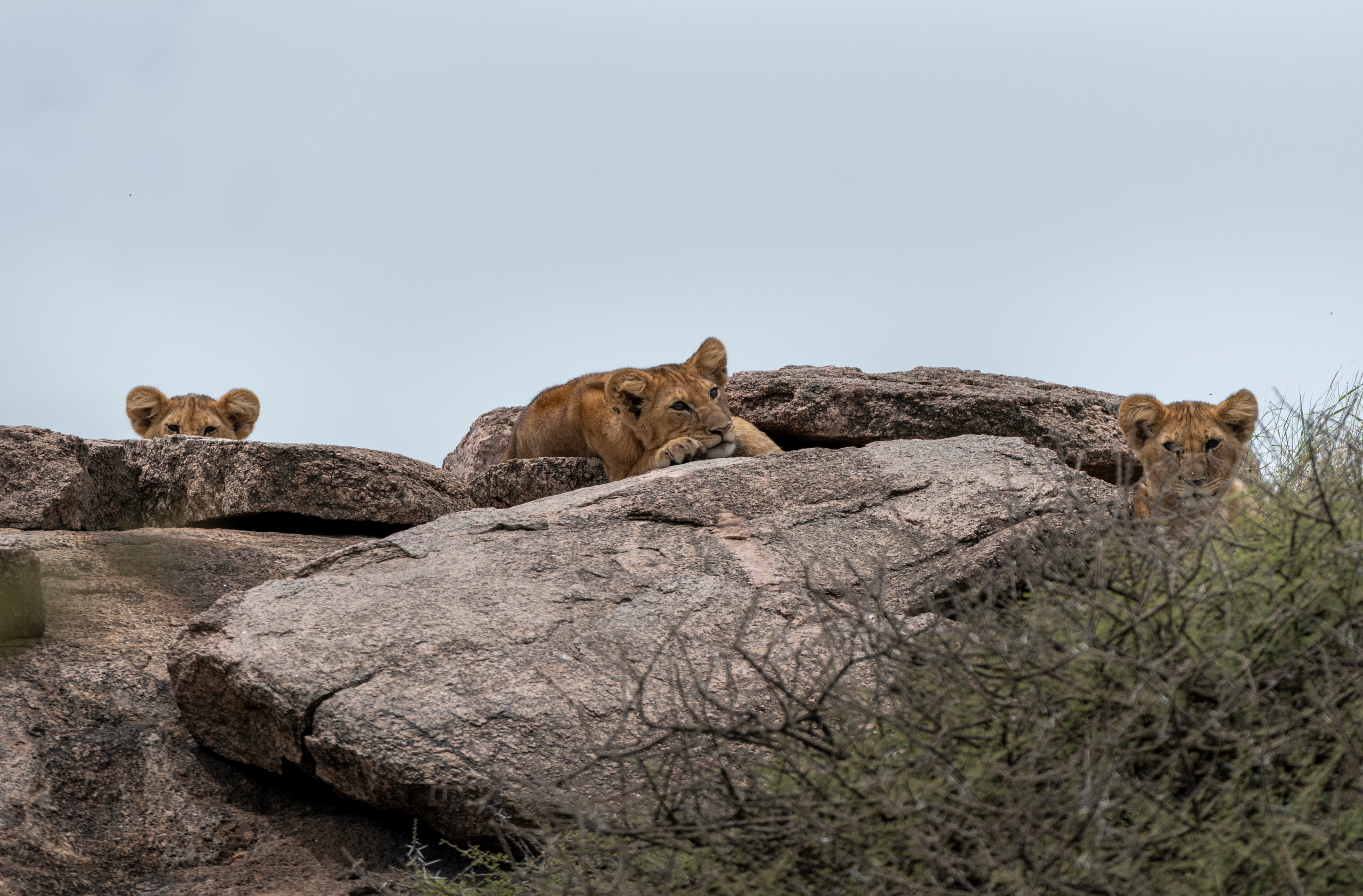 Танзания. Фотограф Сергей Пупонин