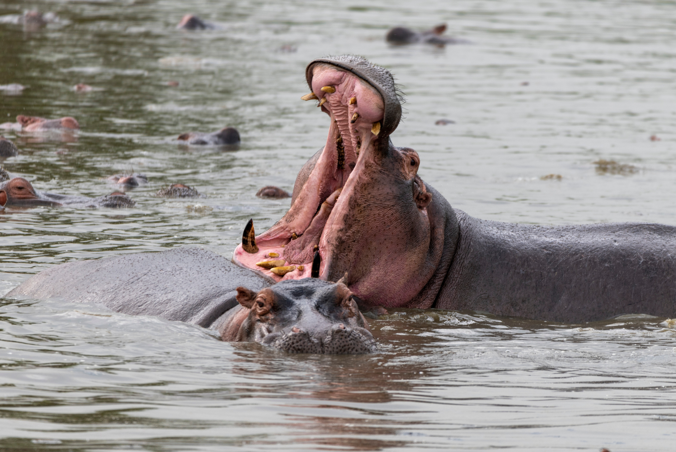 Танзания. Фотограф Сергей Пупонин