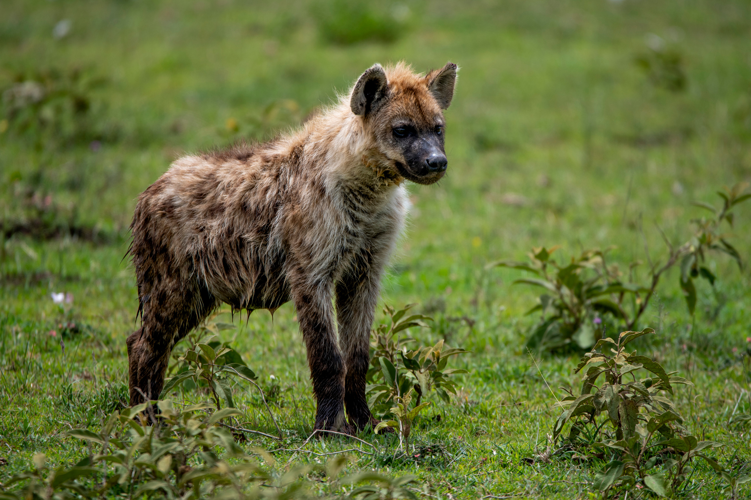 Танзания. Фотограф Сергей Пупонин
