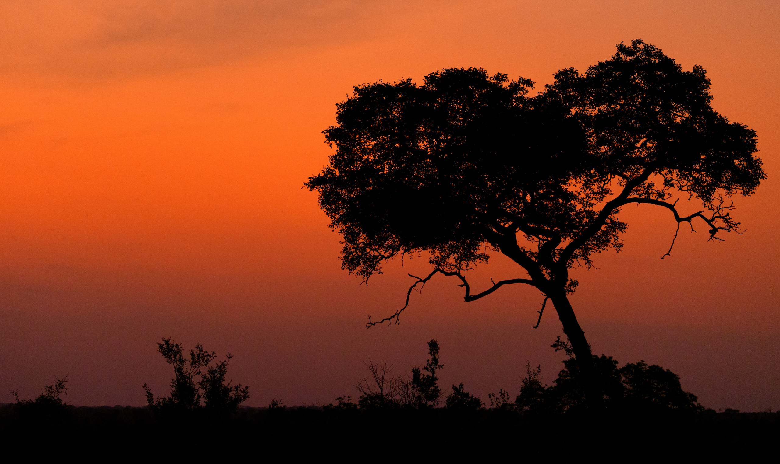 Саби Сэндз, парк Крюгера, ЮАР. Wildlife photography by Sergey Puponin