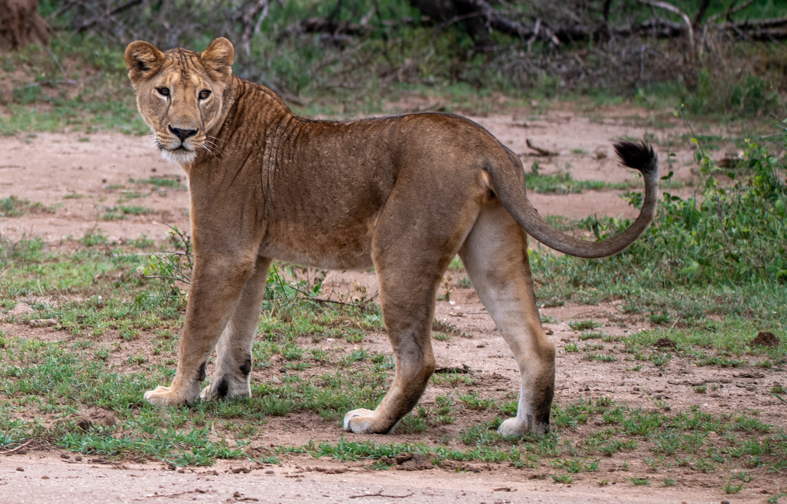 Танзания. Фотограф Сергей Пупонин