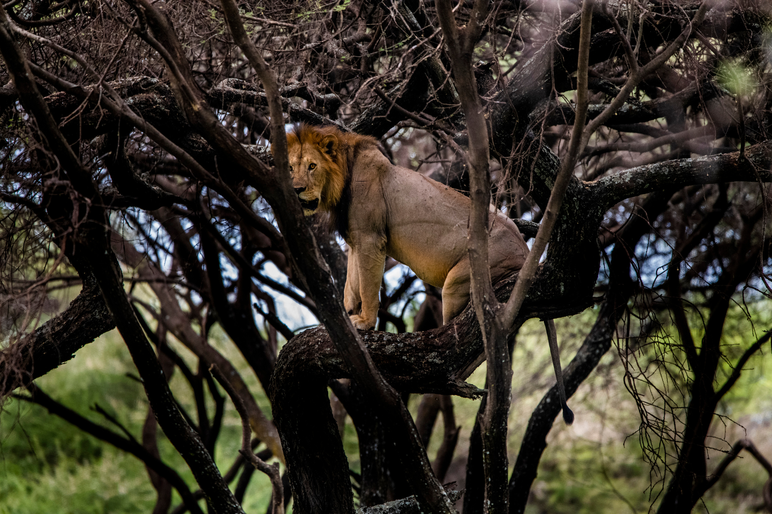 Танзания. Фотограф Сергей Пупонин