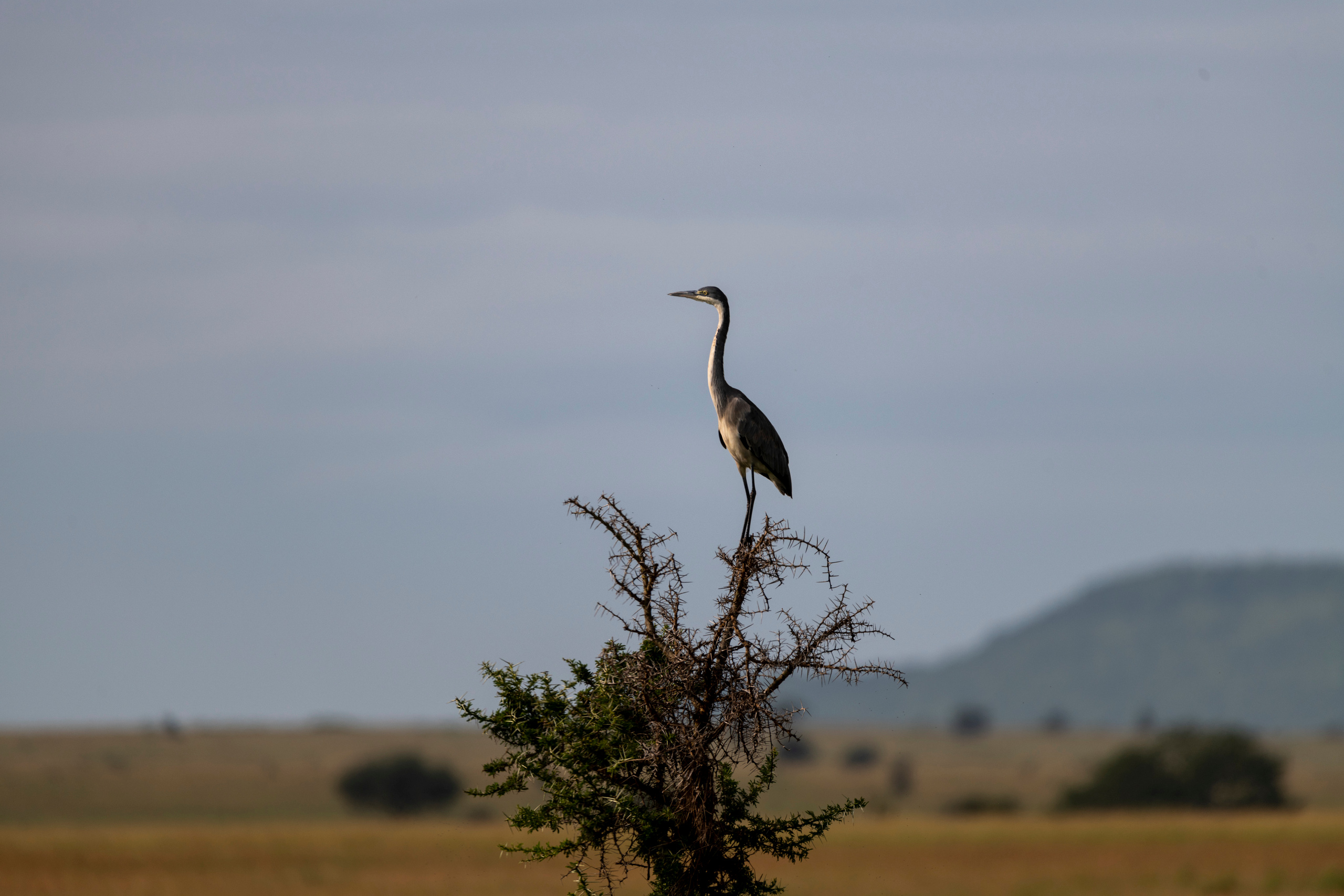 Танзания. Фотограф Сергей Пупонин