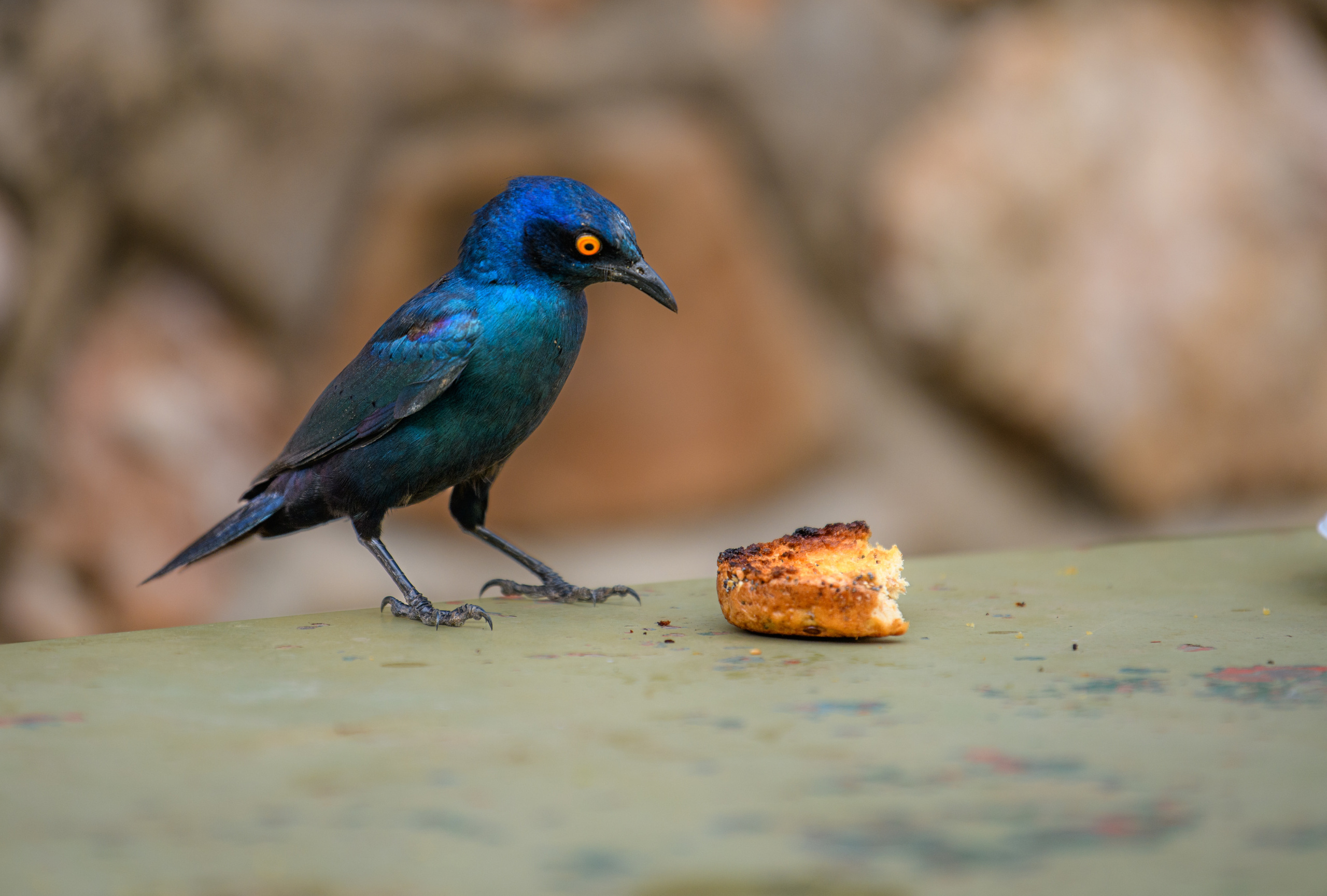 Саби Сэндз, парк Крюгера, ЮАР. Wildlife photography by Sergey Puponin