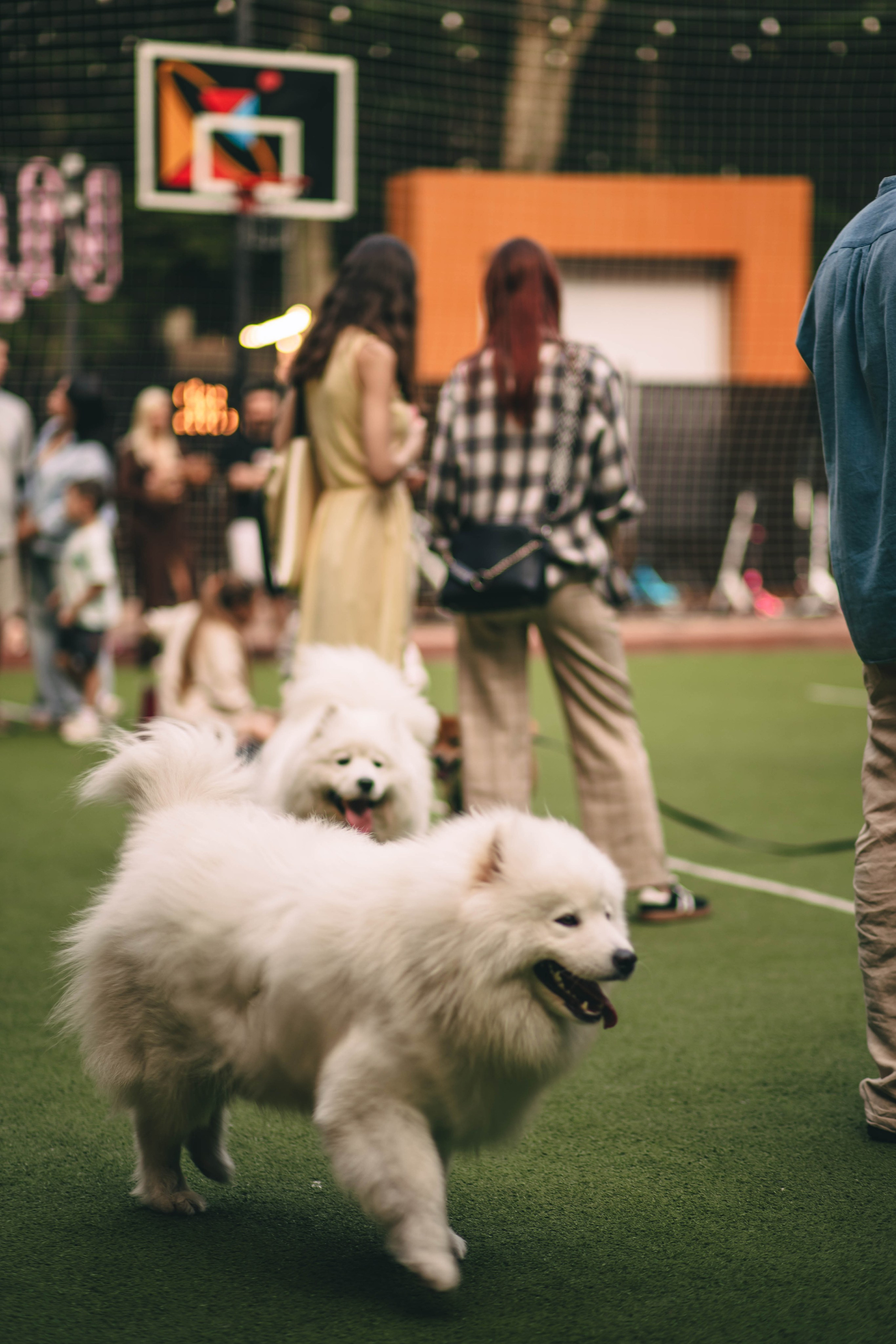 Pet-Party + Live-music |Парк Культуры. Фотограф в Ставрополе Алина Клочкова