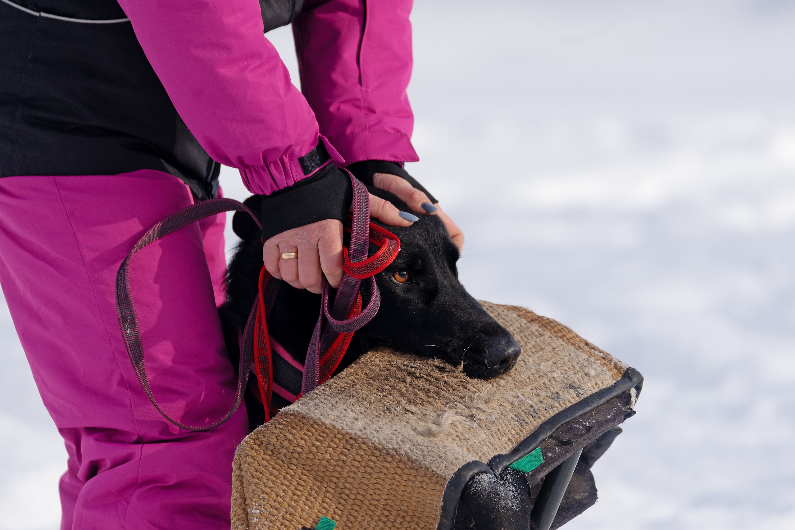 Репортажная съемка. Фотограф-анималист Нижний Новгород