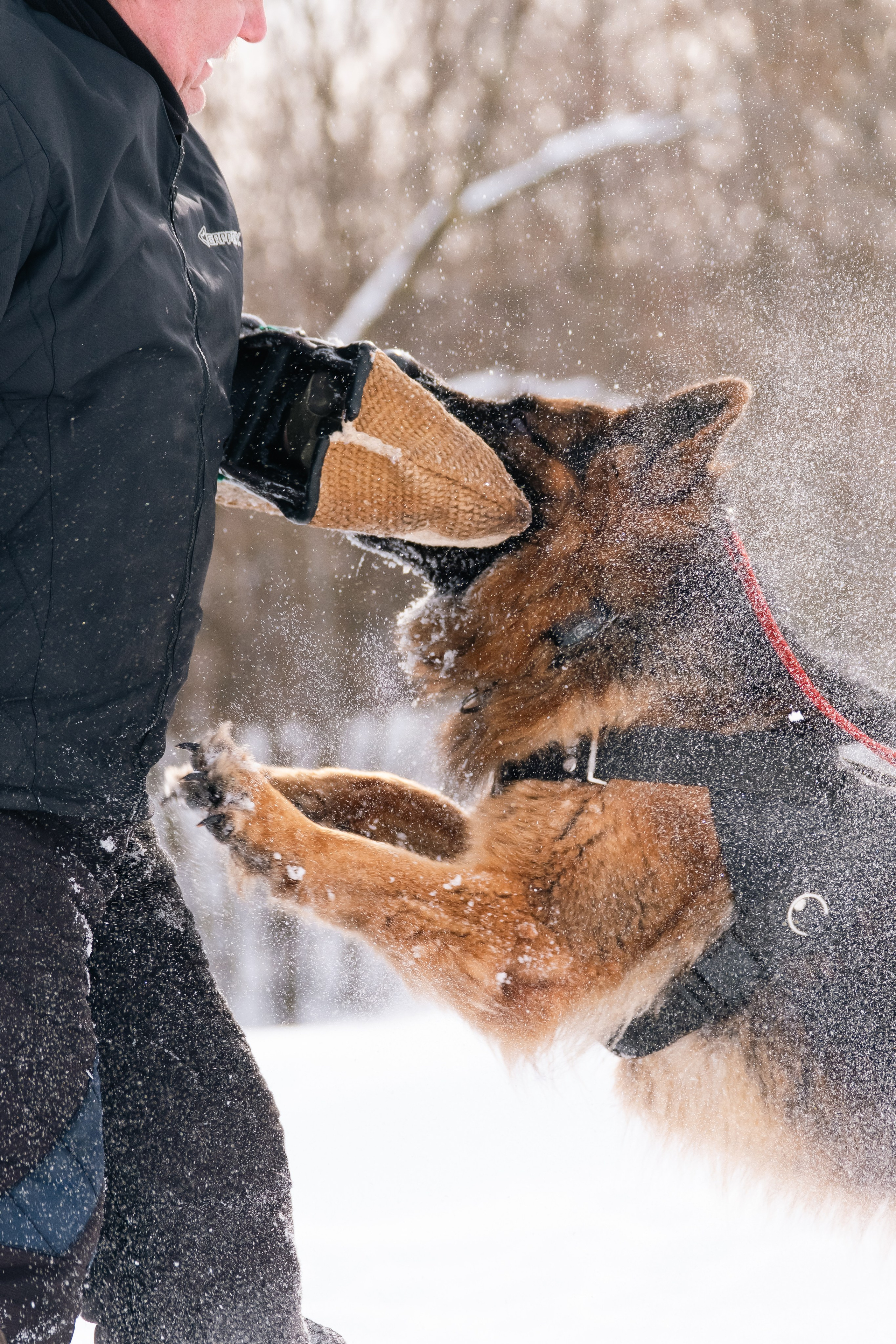 Репортажная съемка. Фотограф-анималист Нижний Новгород