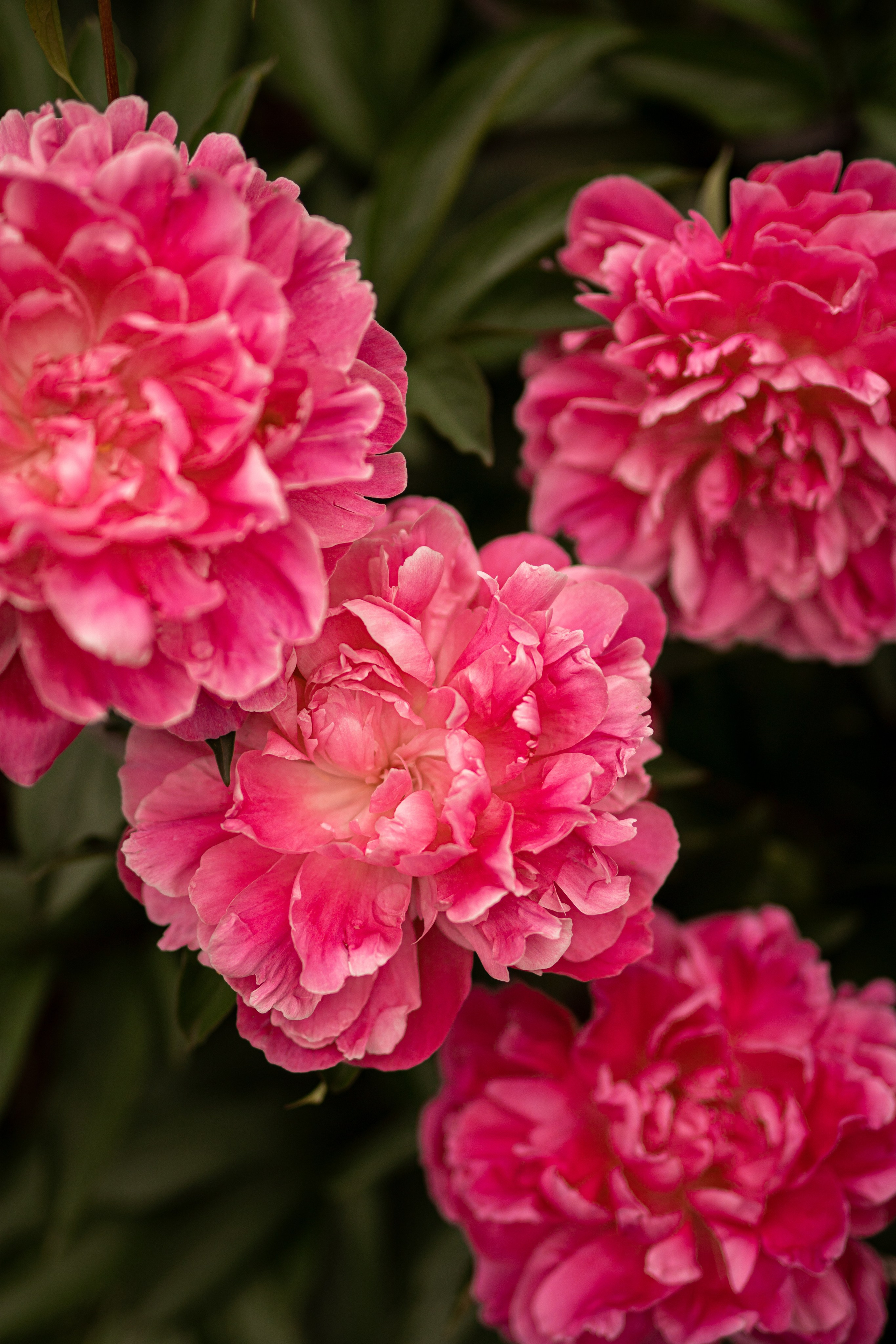 большие розовые пионы