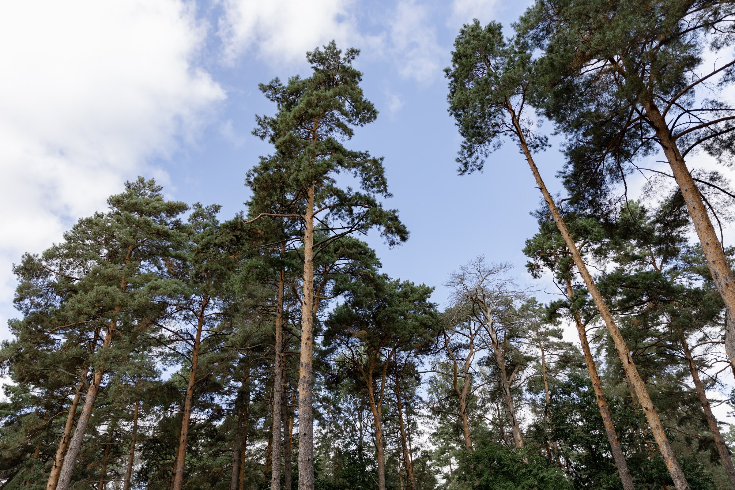 Авторский коктейль. Dima Lemeshevsky