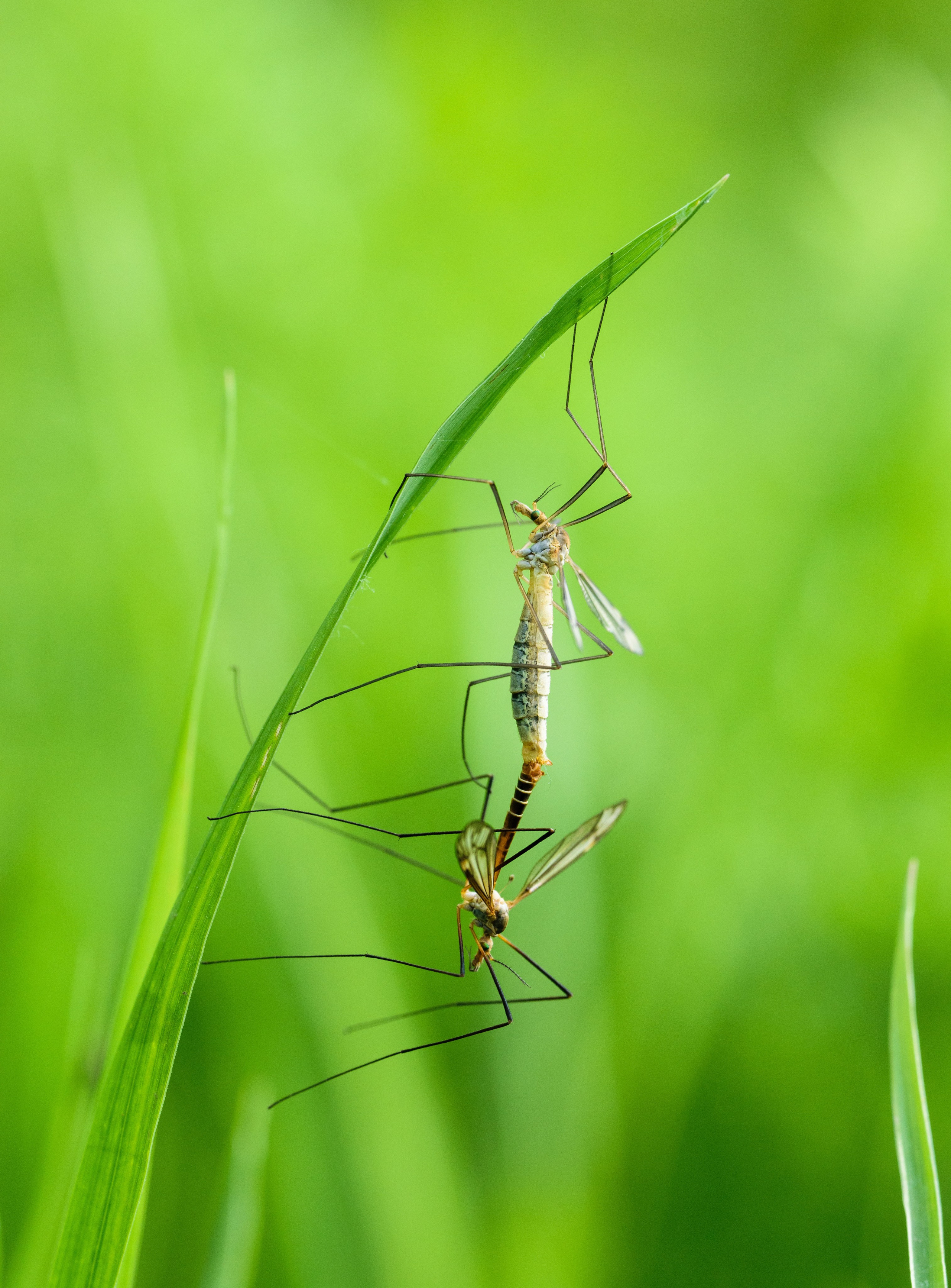 Насекомые. Фотограф Вадим Хмурковский