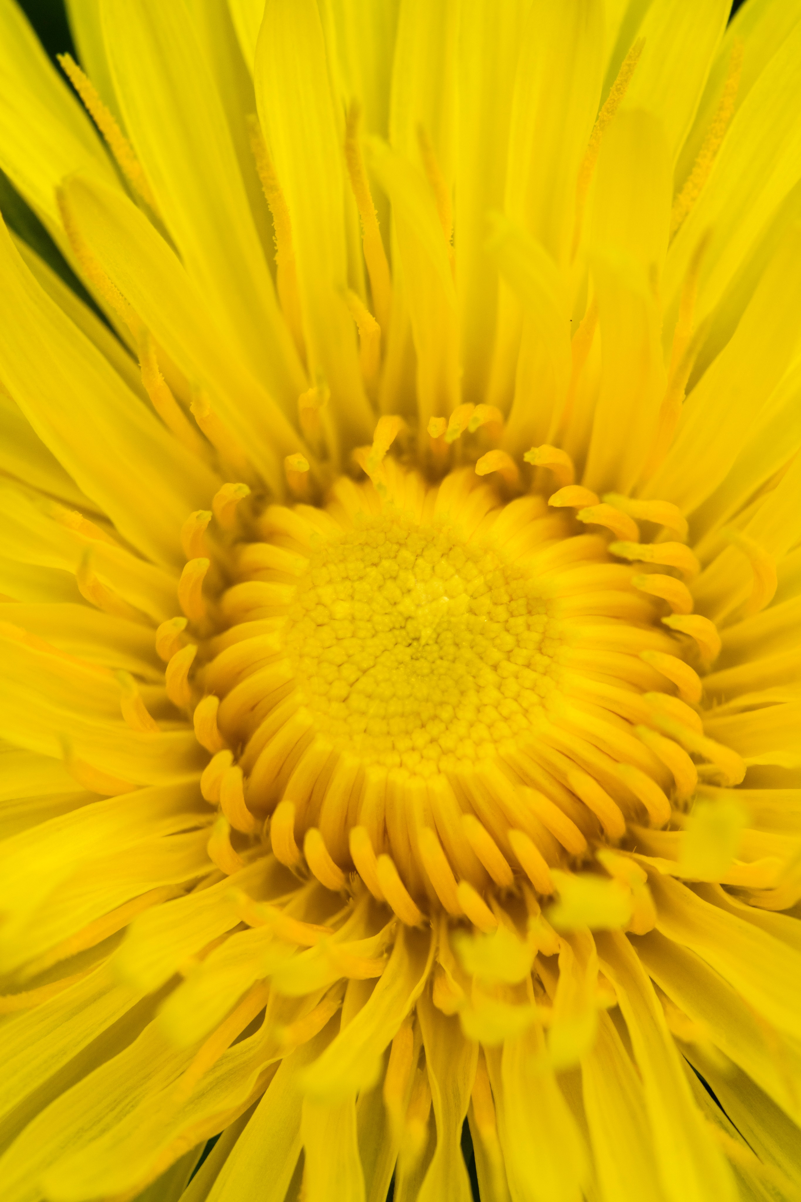 Цветы. Фотограф Вадим Хмурковский