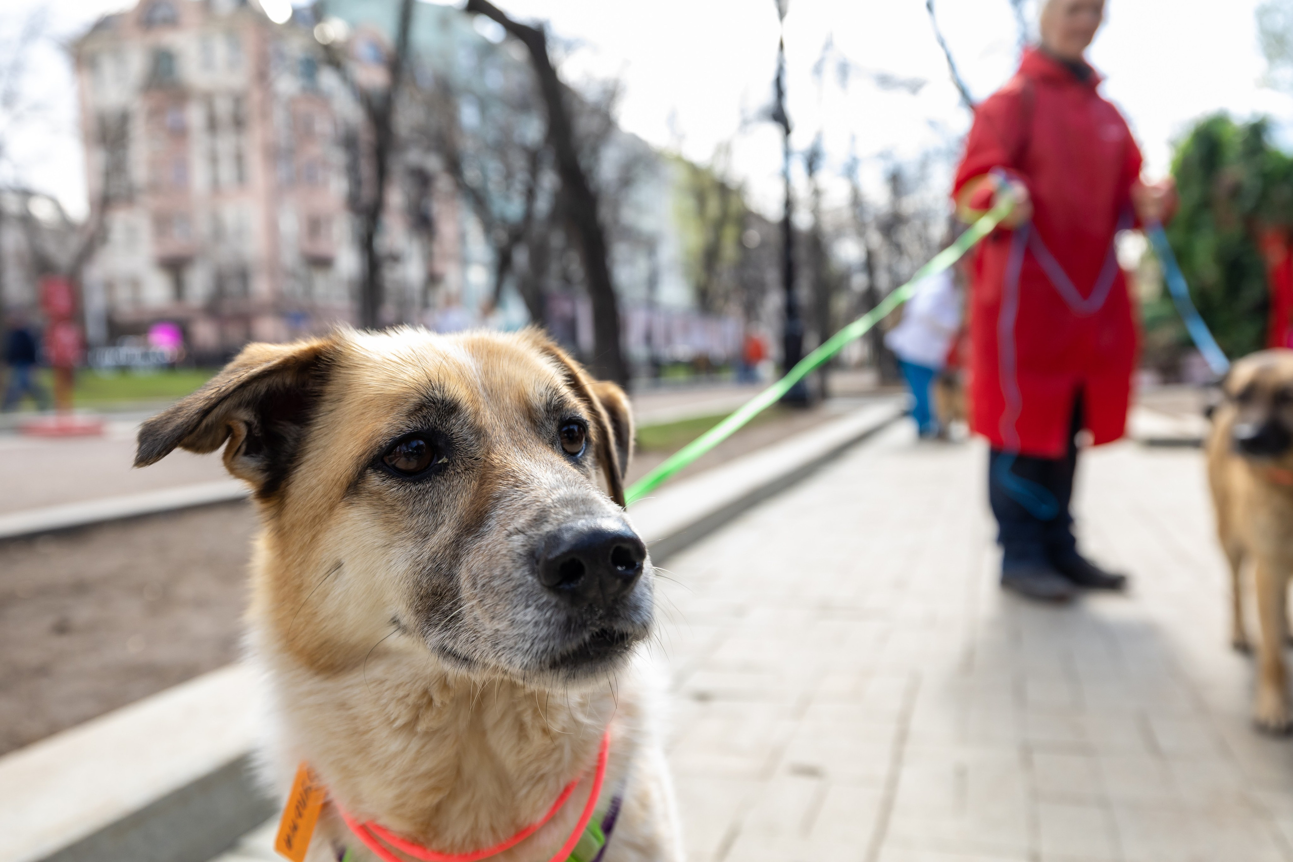 Проект «Моспитомец» на Тверском бульваре. Фотограф Владимир Охрименко