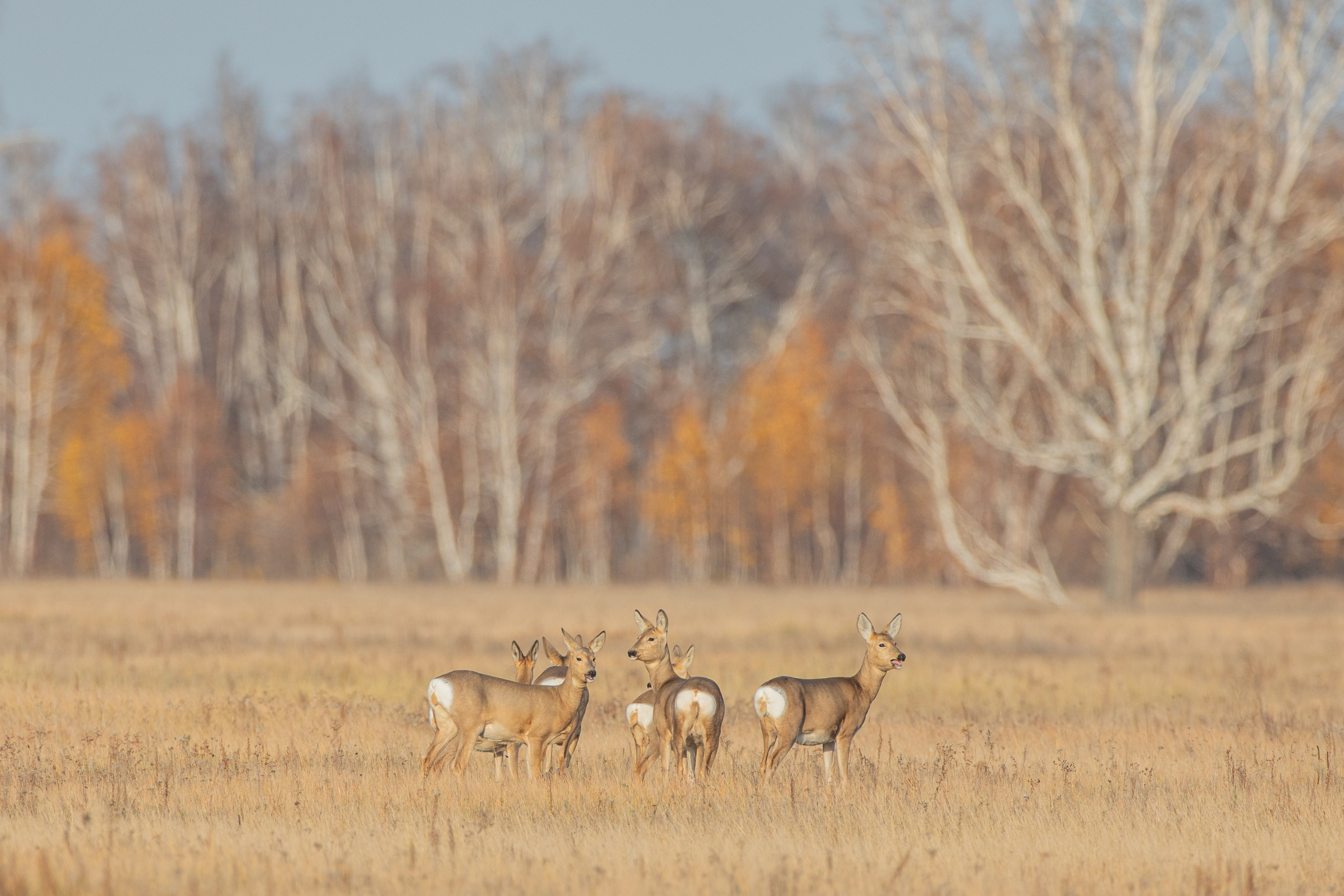 Косули осенью, Дикая природа, Артем Федоров, Новосибирск, SPC Gold