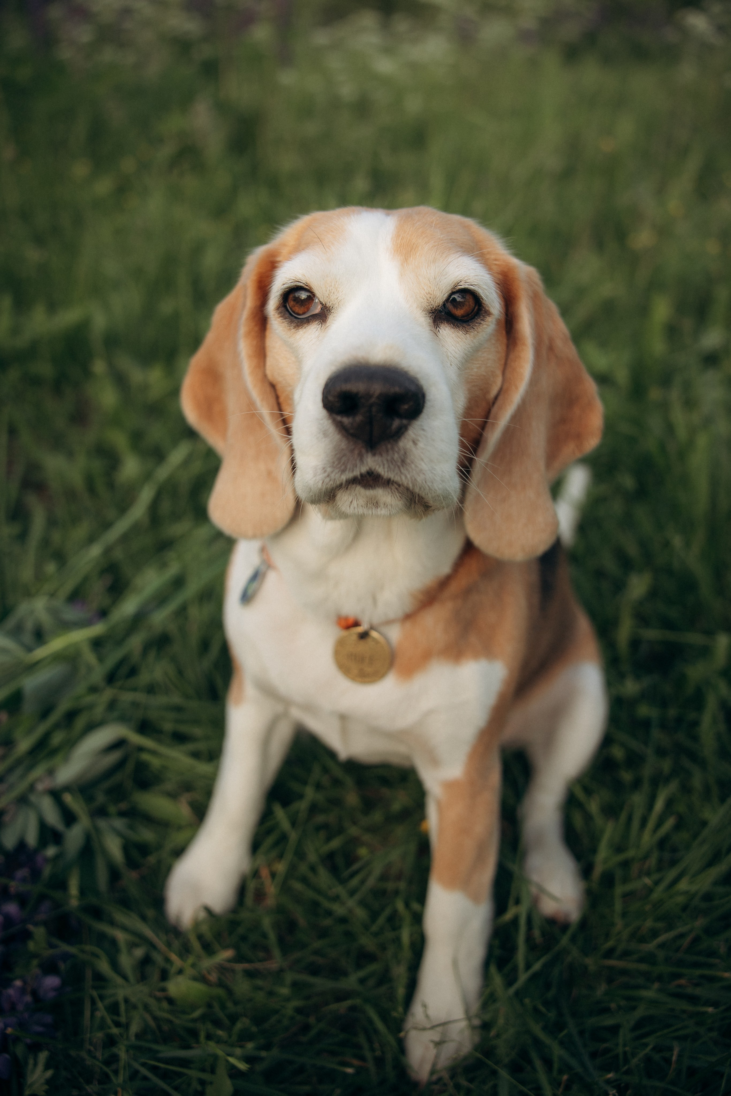 Кристина и Нора. На закате дня. Фотограф анималист в Казани Алина Сулейманова. Фотограф животных