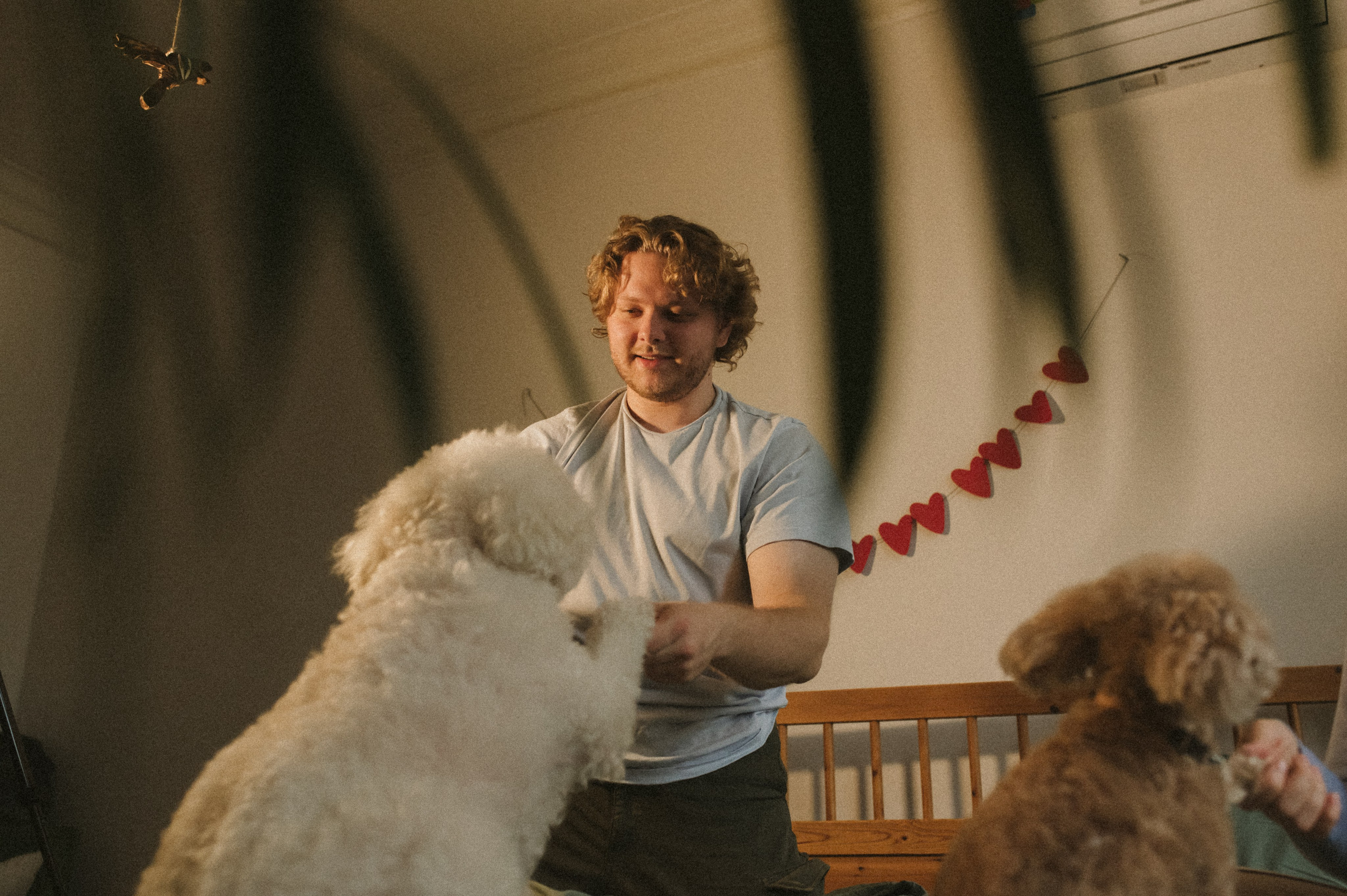 Ання и её кудрявая команда. Фотограф анималист в Москве Ольга Агушева
