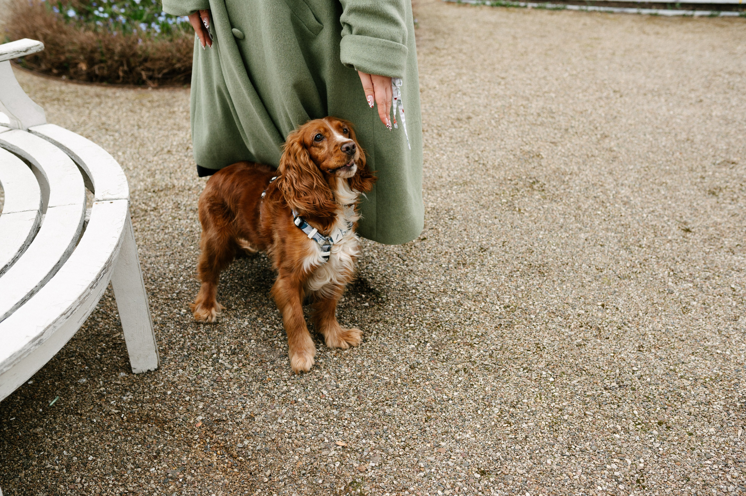 Рыжая команда. Фотограф анималист в Москве Ольга Агушева