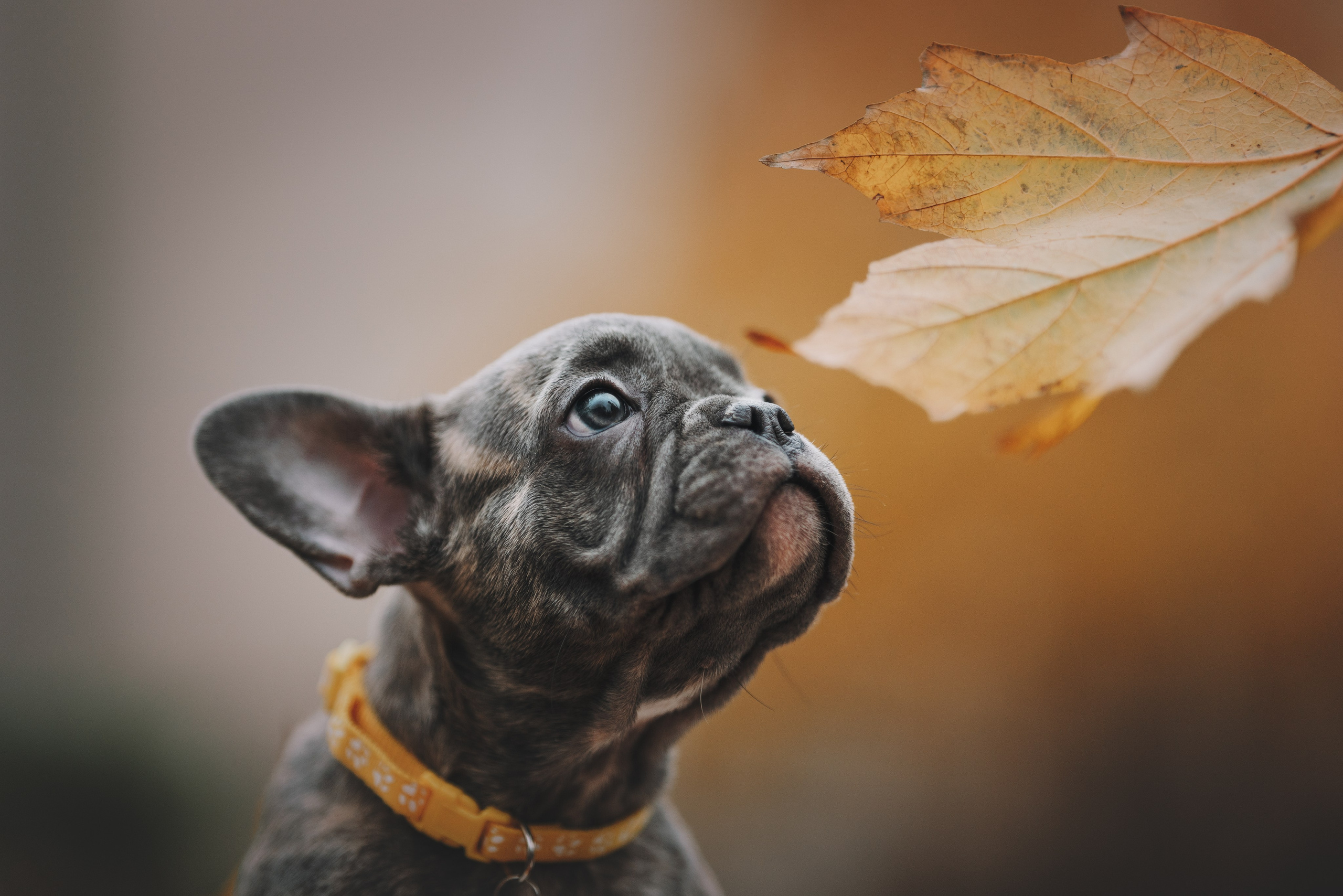 Французские бульдоги. Фотограф анималист Осипчикова Мария
