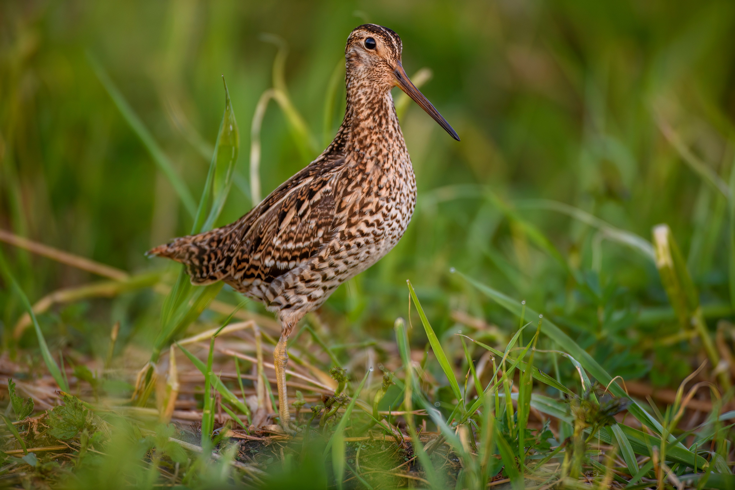 На дупелином току. Фотограф Сергей Пупонин