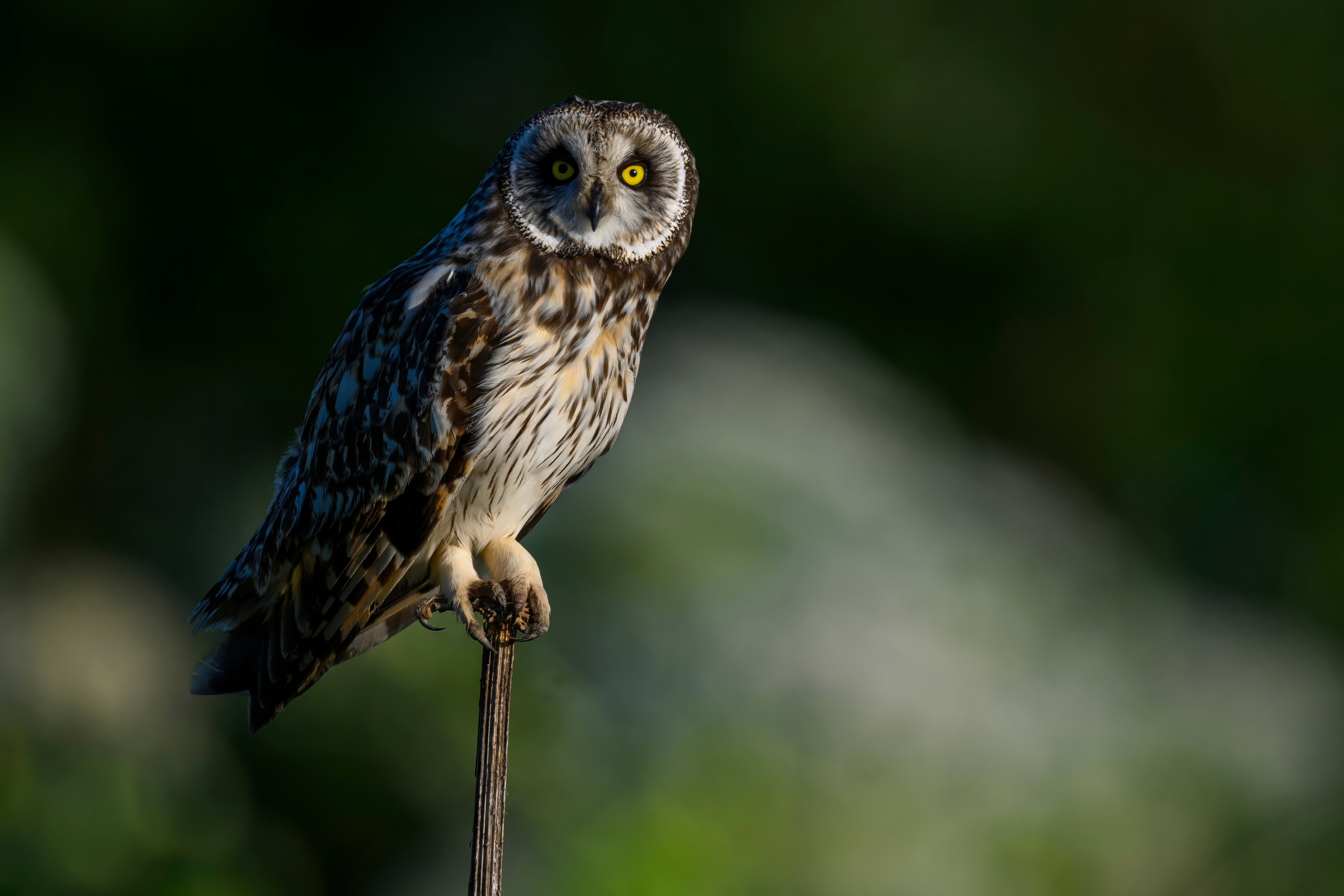 Совы и заяц. Фотограф Сергей Пупонин