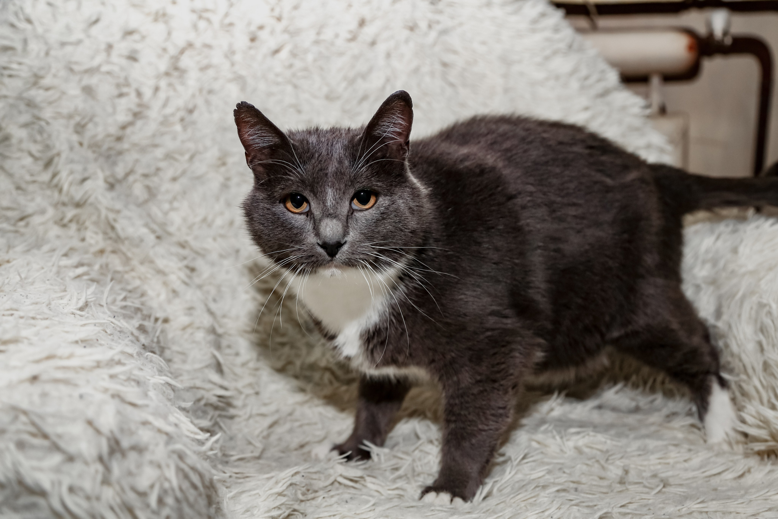 Приют Кошкин Дом Филимоша. Ваш фотограф в Оренбурге Рощупкина Екатерина