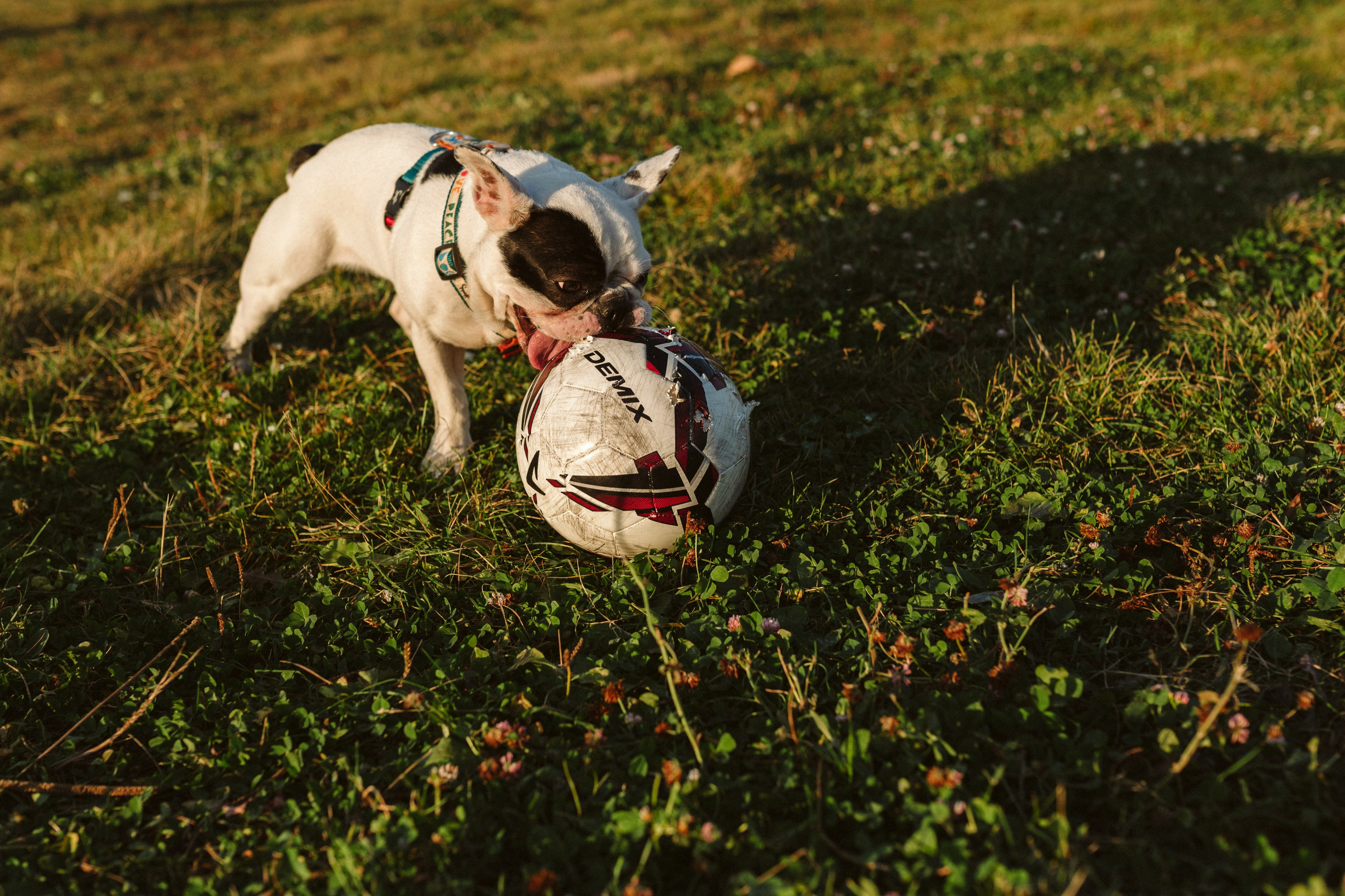 Инна и Белль. Фотограф анималист в Москве Ольга Агушева