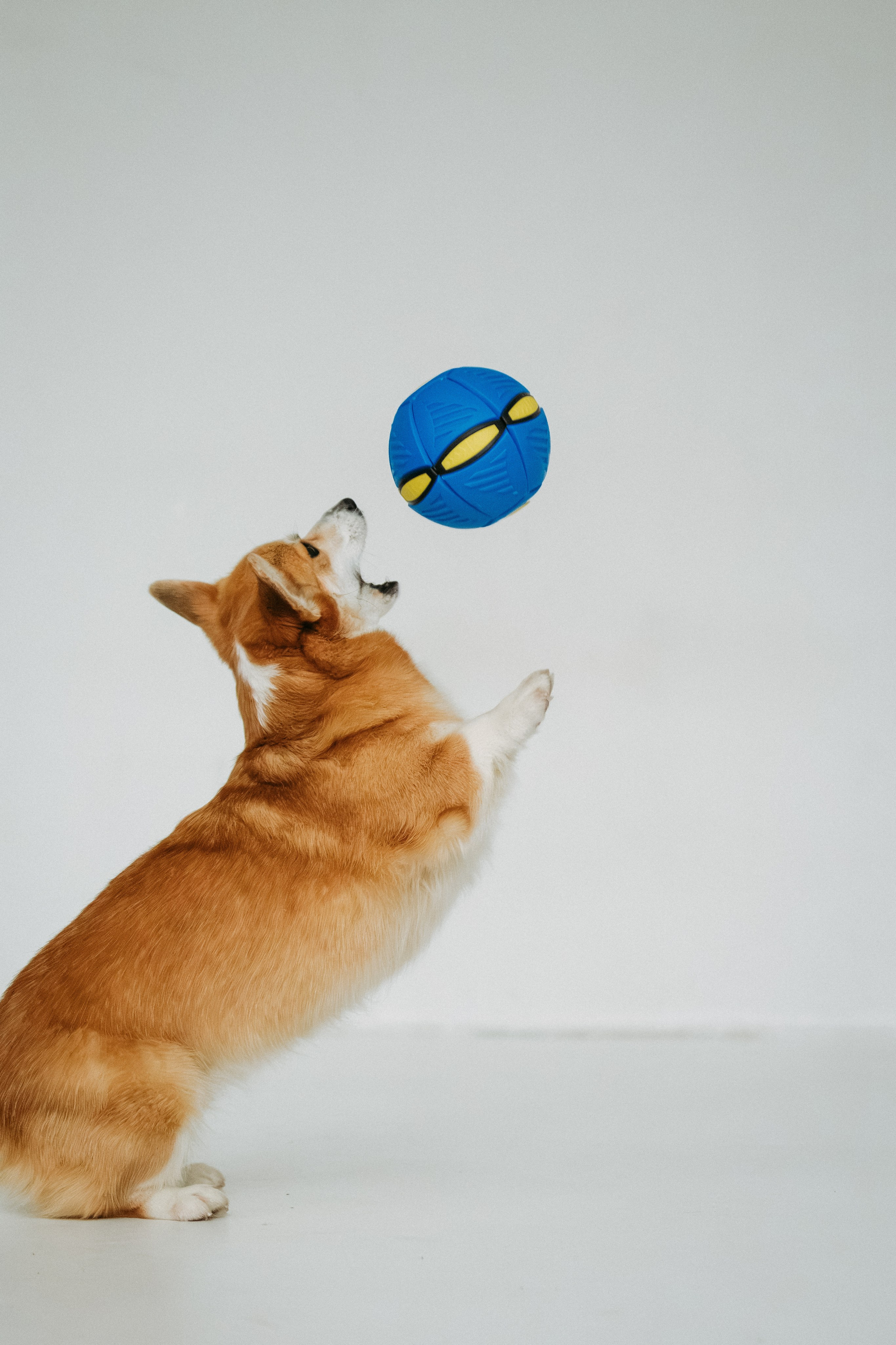 Мячи-попрыгуны. Фотораф — анималист Мария Шистка