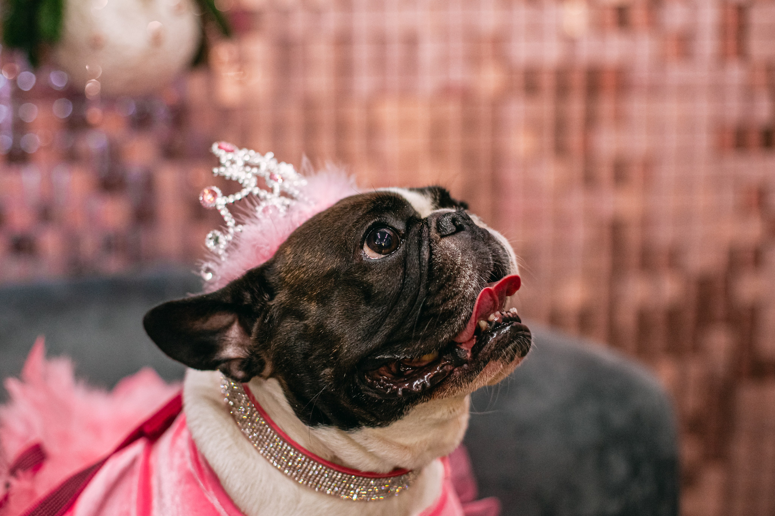 Бульёлка 2024. Фотограф-анималист Татьяна Степанова