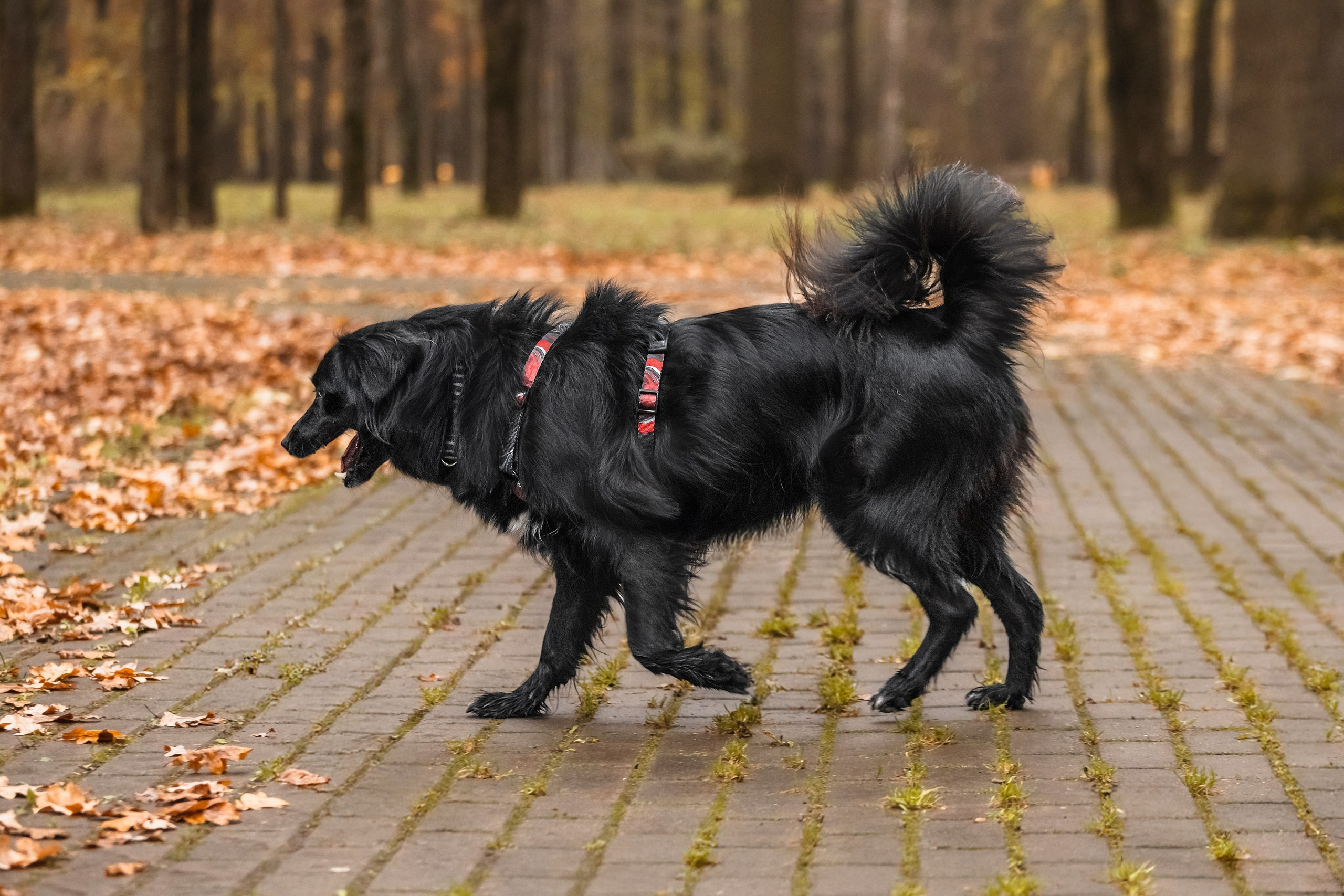 Собаки из приюта Дубовая роща осень 2025. Фотограф-анималист Татьяна Степанова