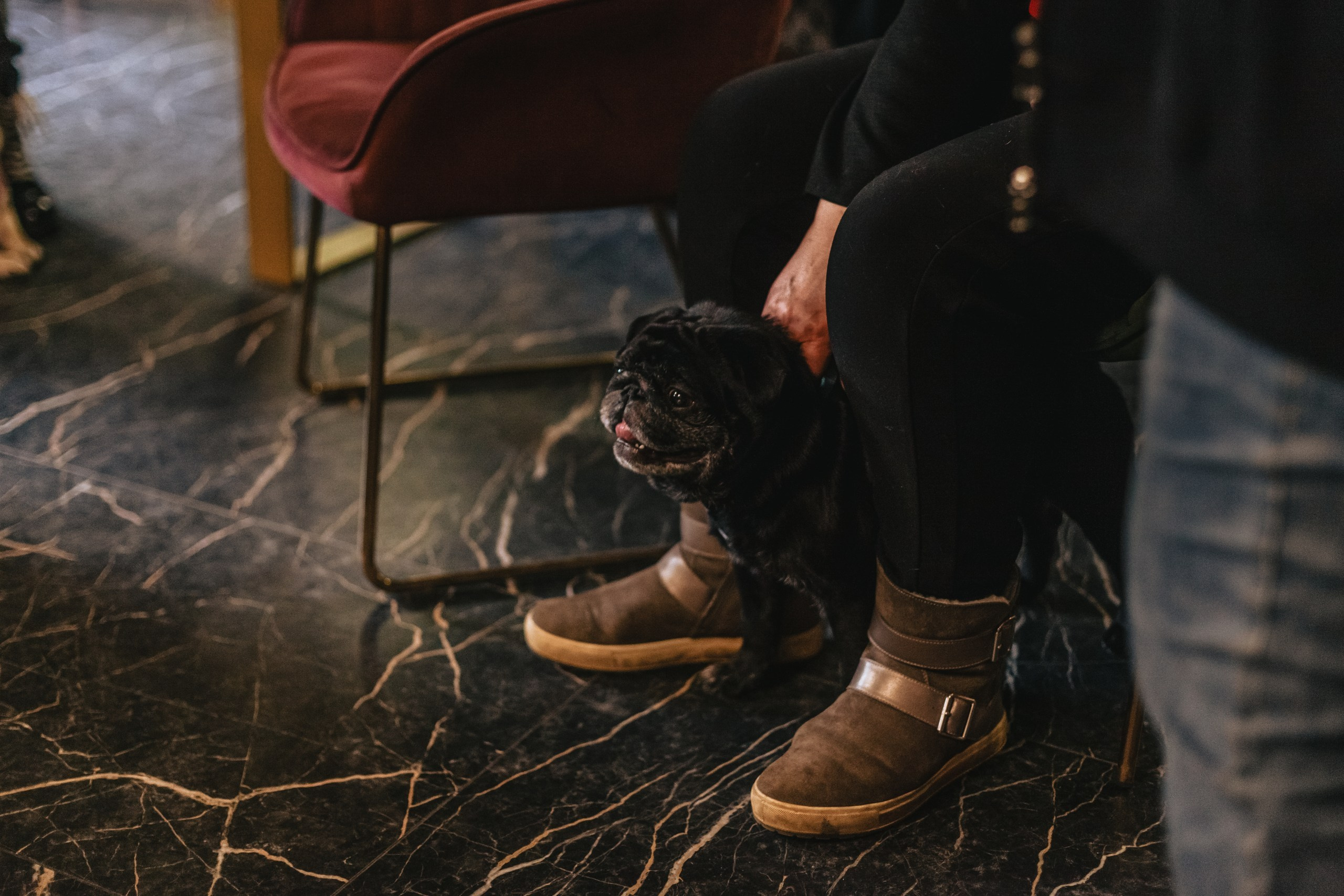 Мопсовстреча 02.12.2023. Фотограф-анималист Татьяна Степанова