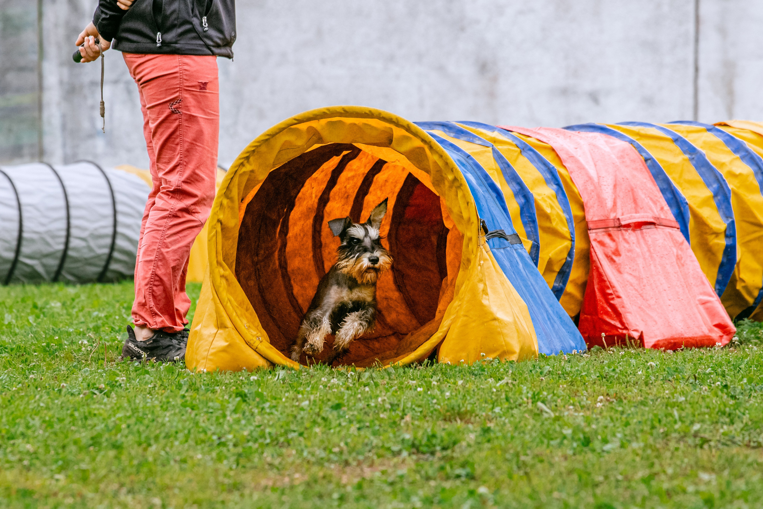Соревнования по аджилити Долгопрудный 30.06.2025. Фотограф-анималист Татьяна Степанова