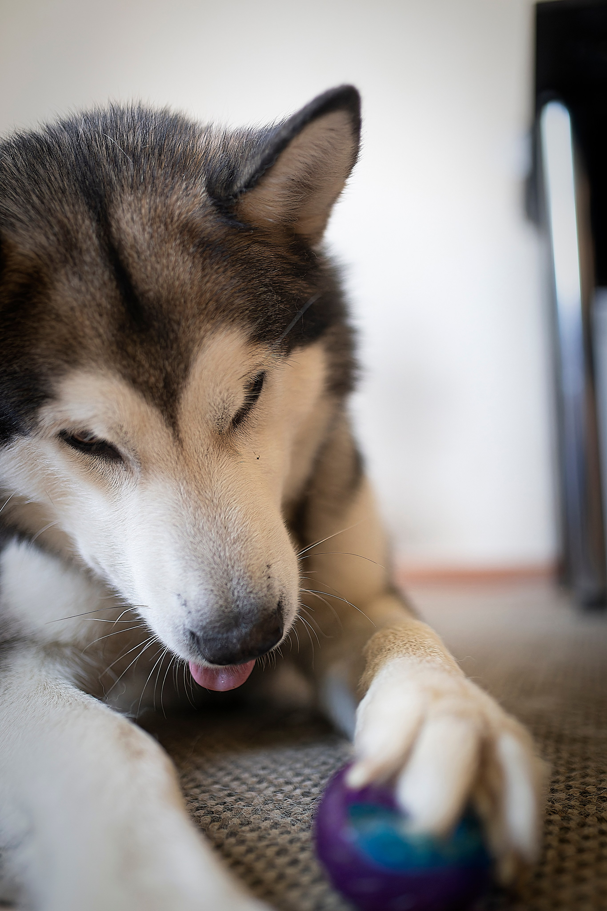 Мои маламуты.Ярик. Лев Постнов.Фотограф. Нижний Новгород